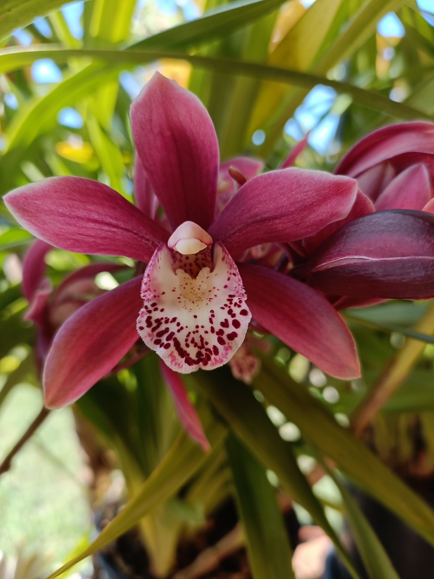 Cymbidum Orchid Peter fire torch (Fragrant) Flowering Size