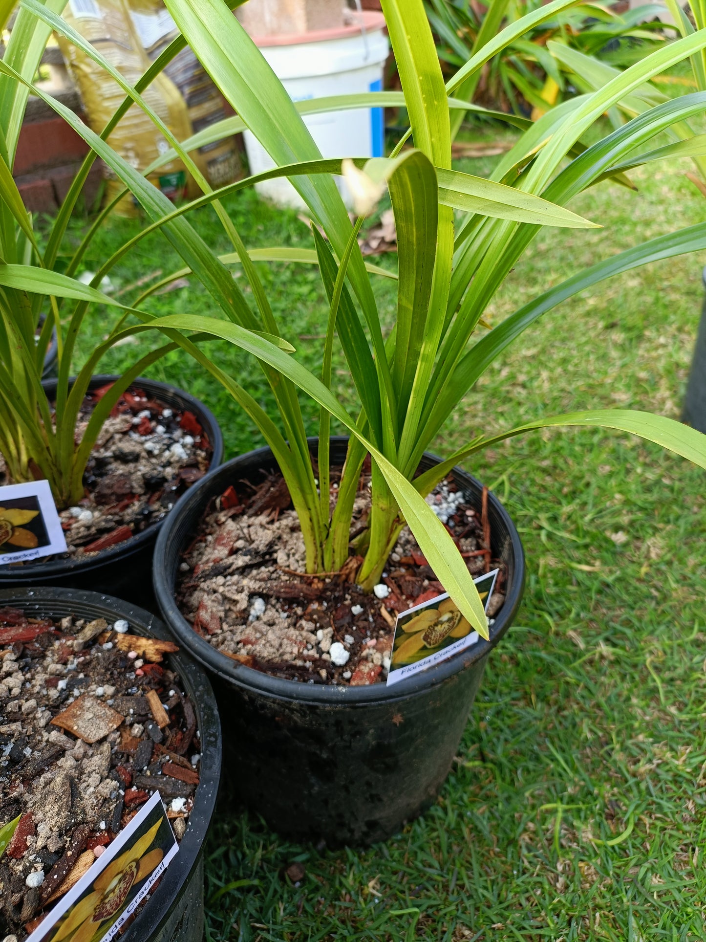 Cymbidum Orchid Peter fire torch (Fragrant) Flowering Size