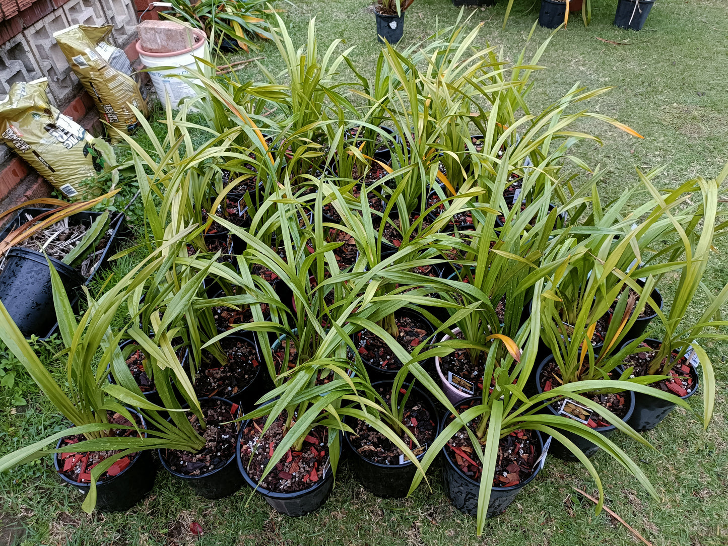 Cymbidum Orchid Peter fire torch (Fragrant) Flowering Size