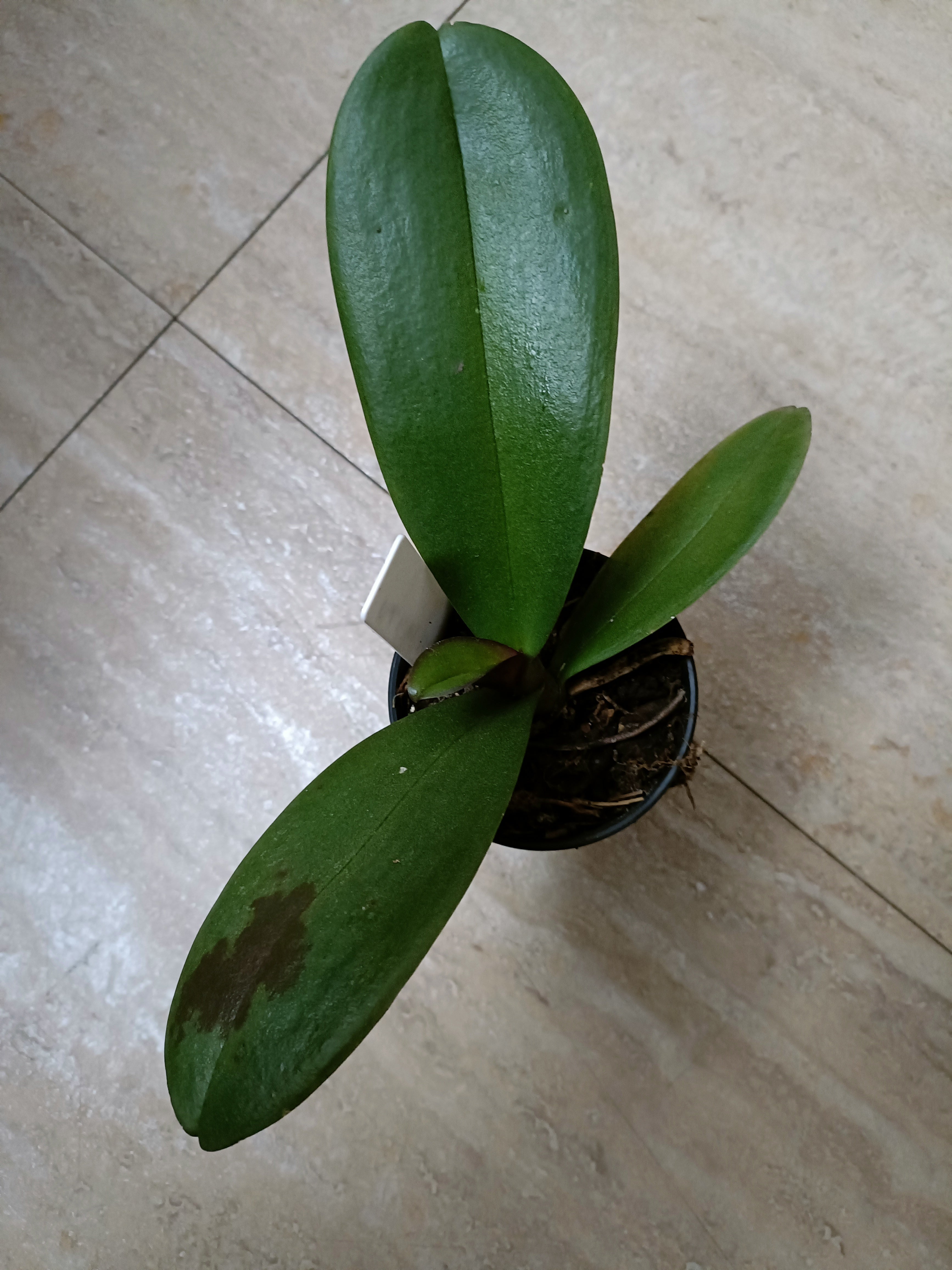 Phalaenopsis Orchid Z4 x Spotty Dotty Butterfly Flowering