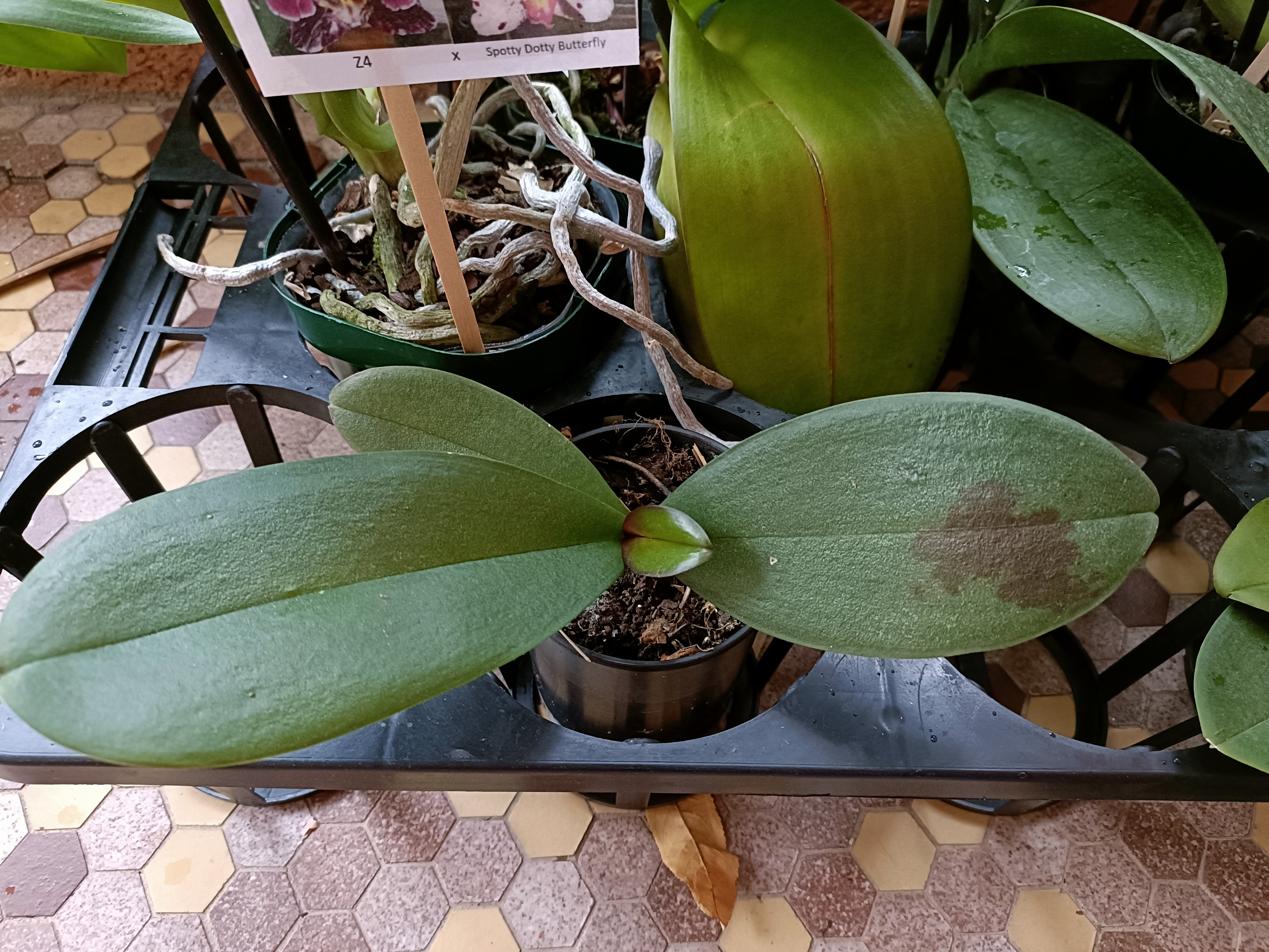 Phalaenopsis Mainshow Blue Tint x Mituo Princess QA-071 Seed