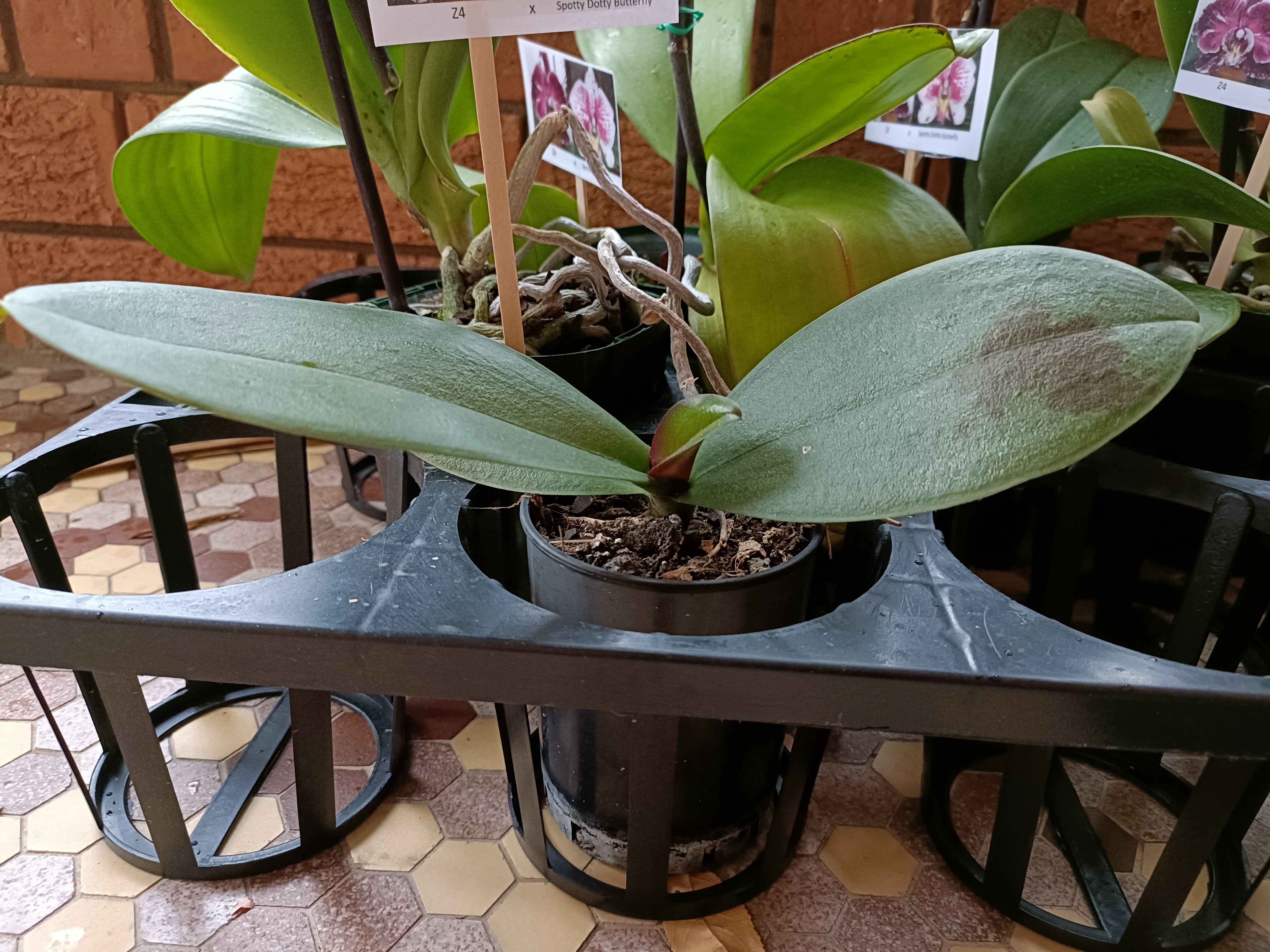 Phalaenopsis Orchid Z4 x Spotty Dotty Butterfly Flowering