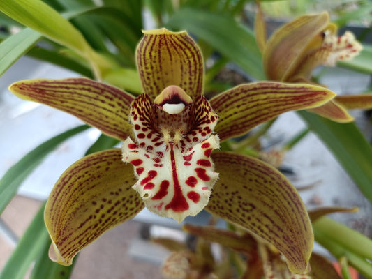 Cymbidium (erythraeum var. erythraeum X iridioides) Flowering size seedlings