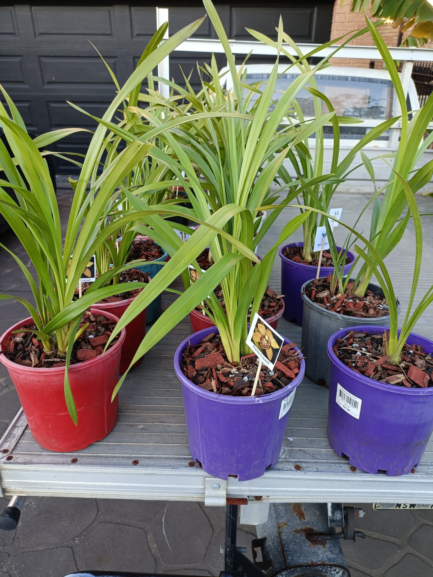 Cymbidium Orchid Dida's Light Pinkey