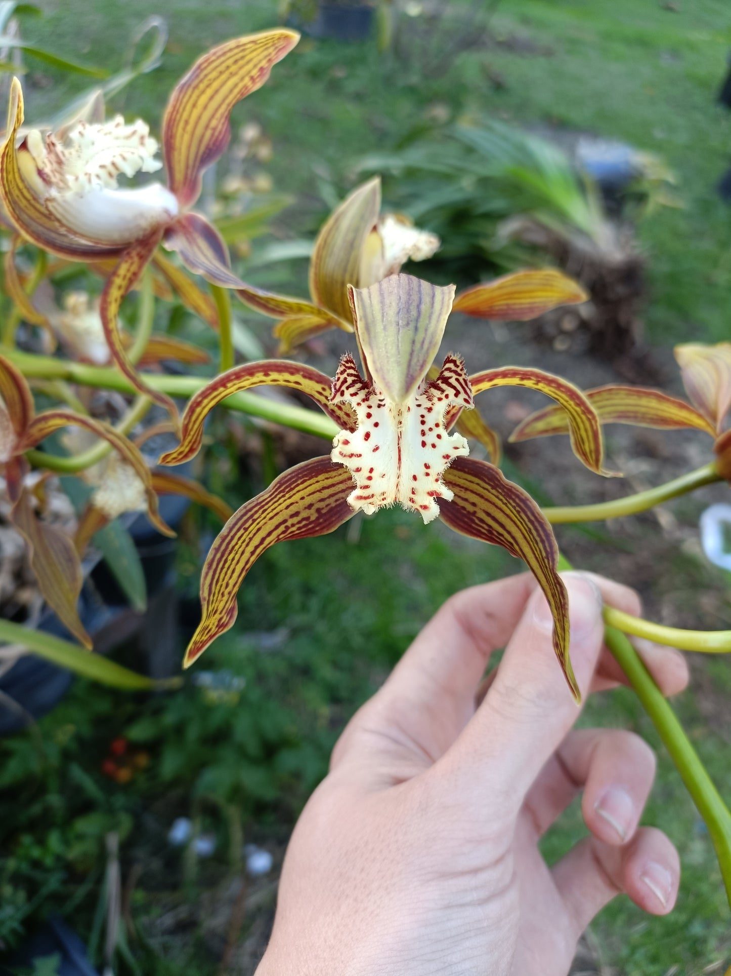 Cymbidium Tracyanum Citron Sunray flowering Sized Plant Very Strong Scent