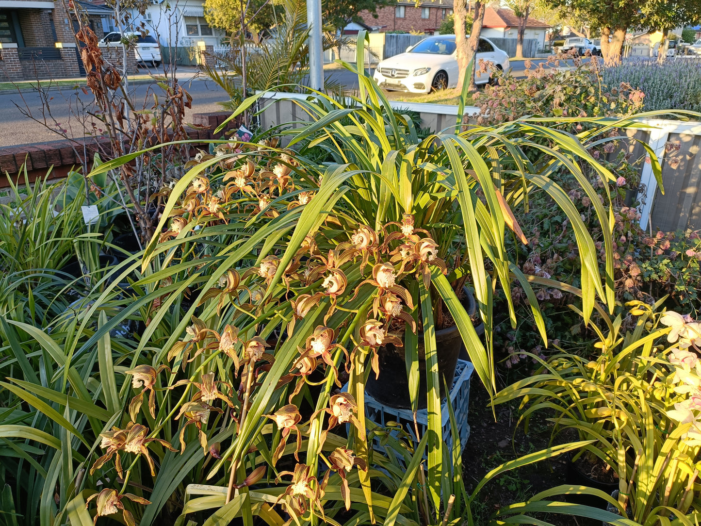 Cymbidium Tracyanum Citron Sunray flowering Sized Plant Very Strong Scent