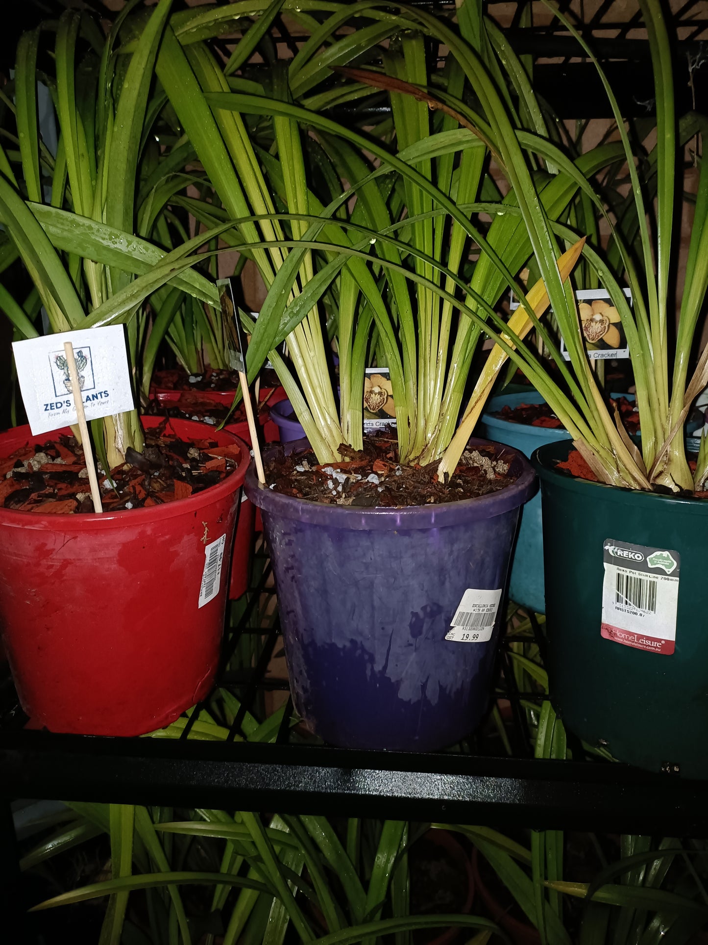 Cymbidium Tracyanum Citron Sunray flowering Sized Plant Very Strong Scent
