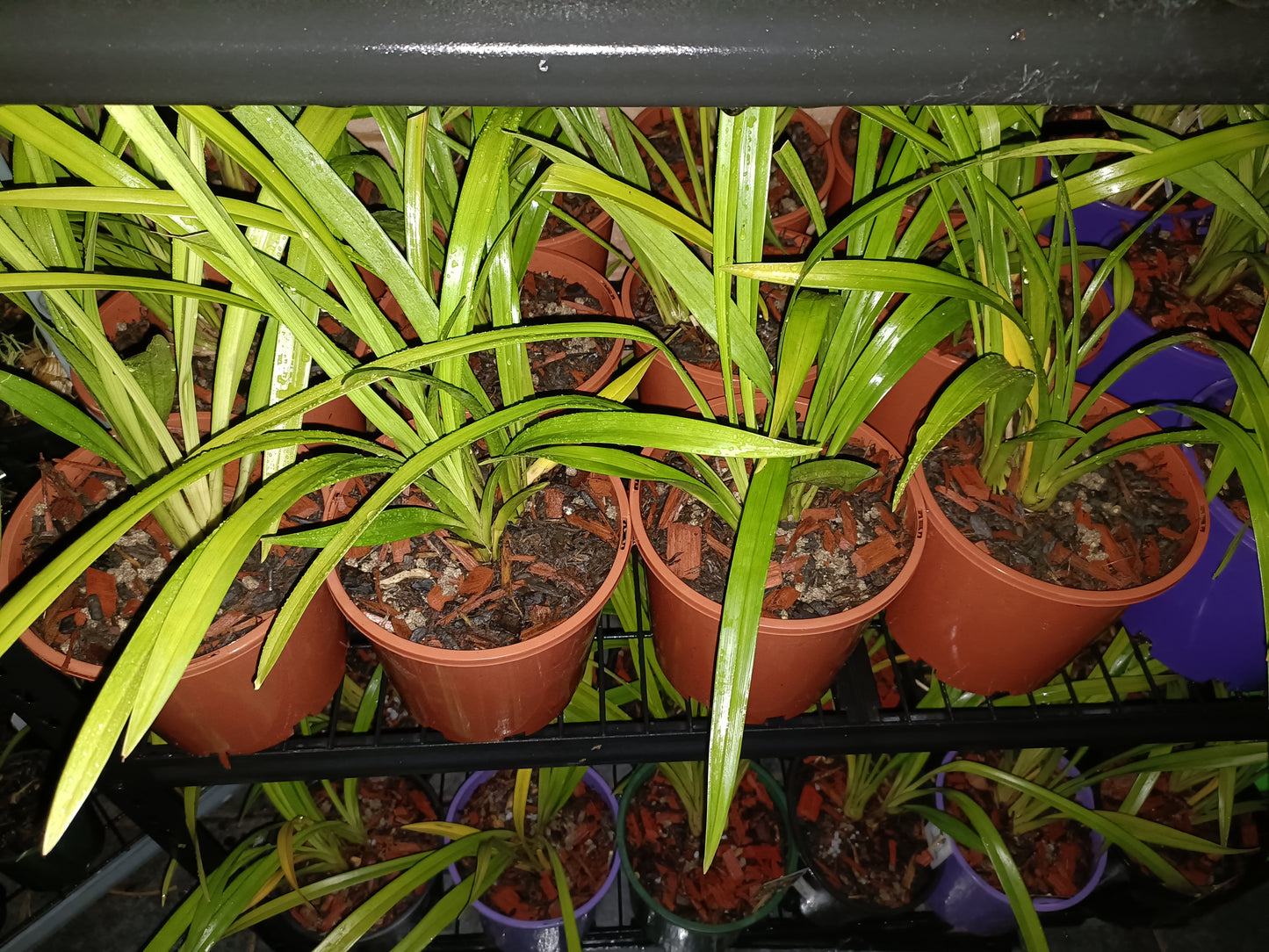 Cymbidium Tracyanum Citron Sunray flowering Sized Plant Very Strong Scent