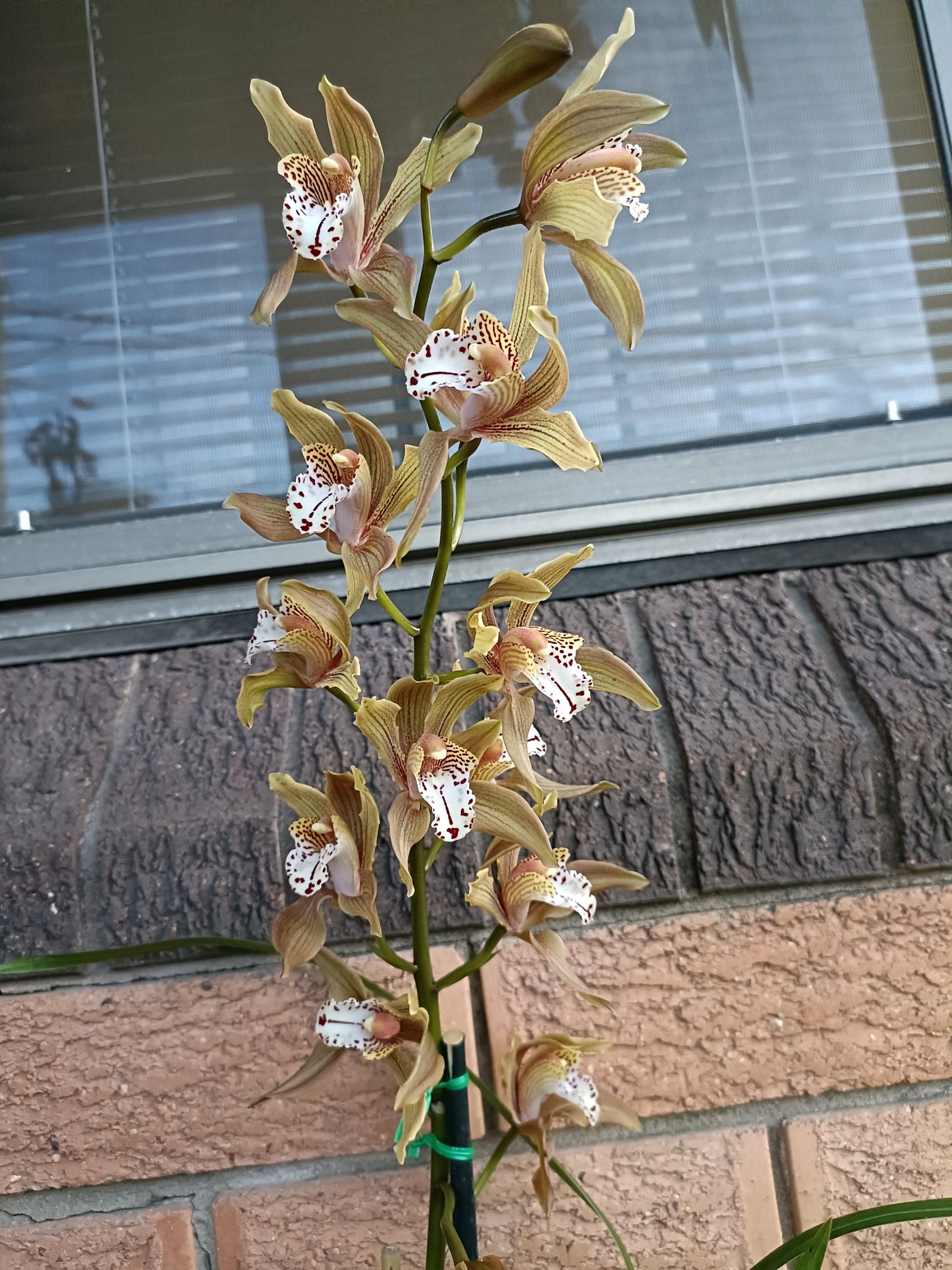 Cymbidium (Erythrostylom x FoxFire Dancer) x Erythraeum Flowering size no 2