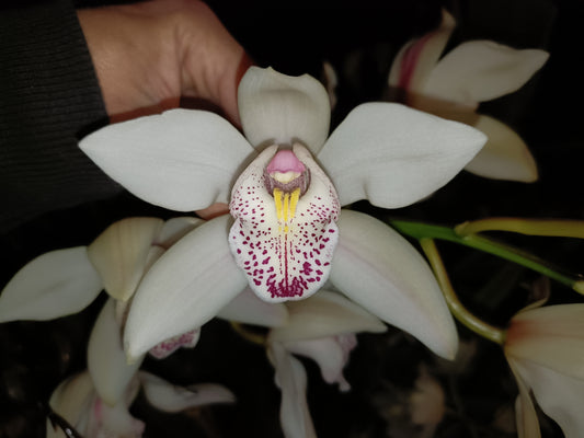 Cymbidium Insigne Best Pink x insigne Alba Flowering size