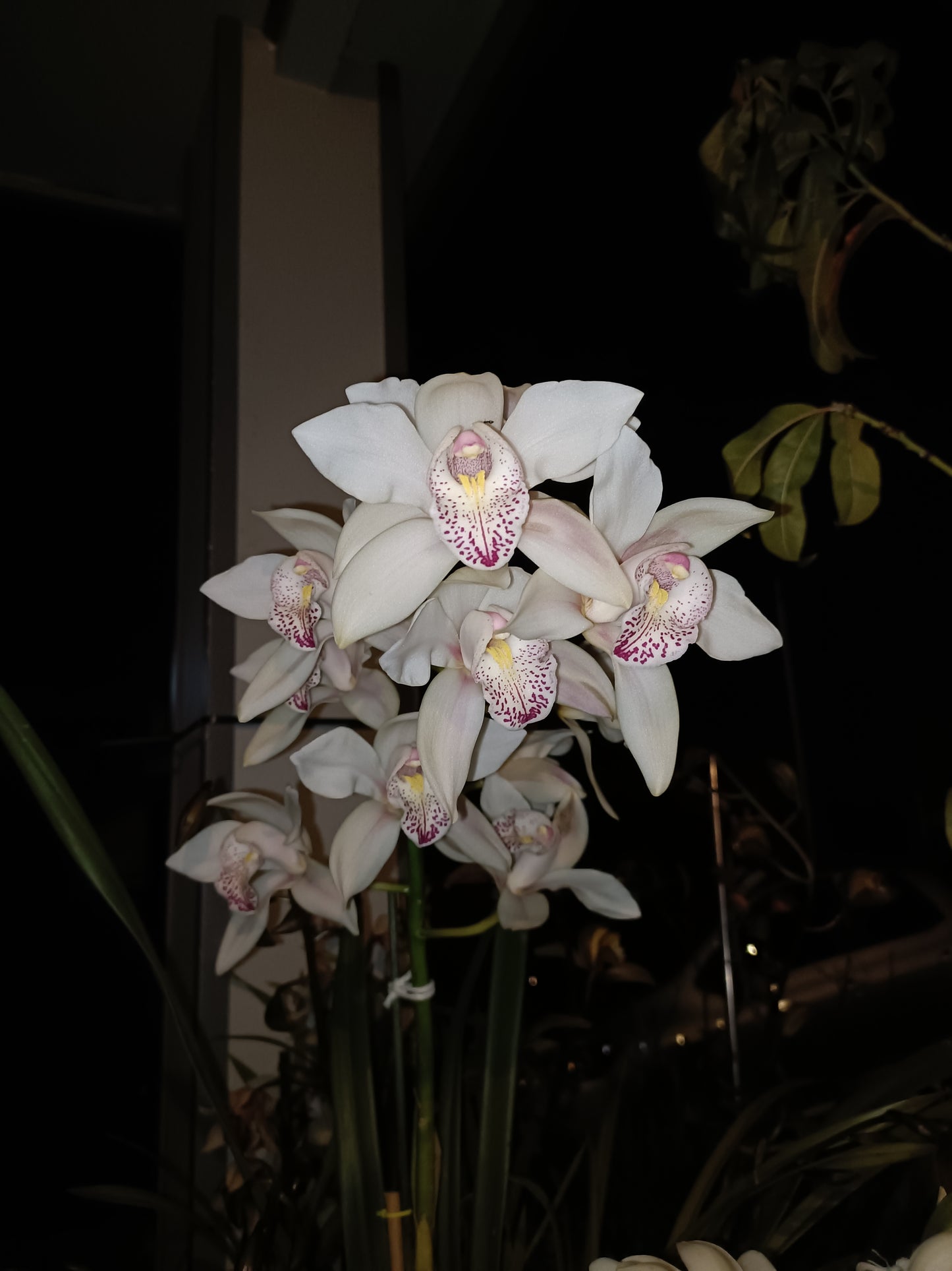 Cymbidium Insigne Best Pink x insigne Alba Flowering size
