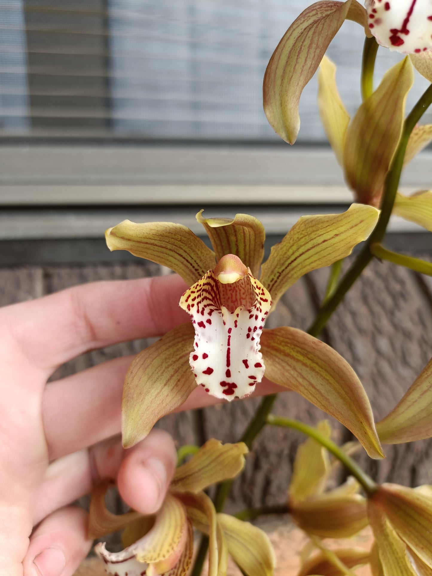 Cymbidium (Erythrostylom x FoxFire Dancer) x Erythraeum Flowering size no 2