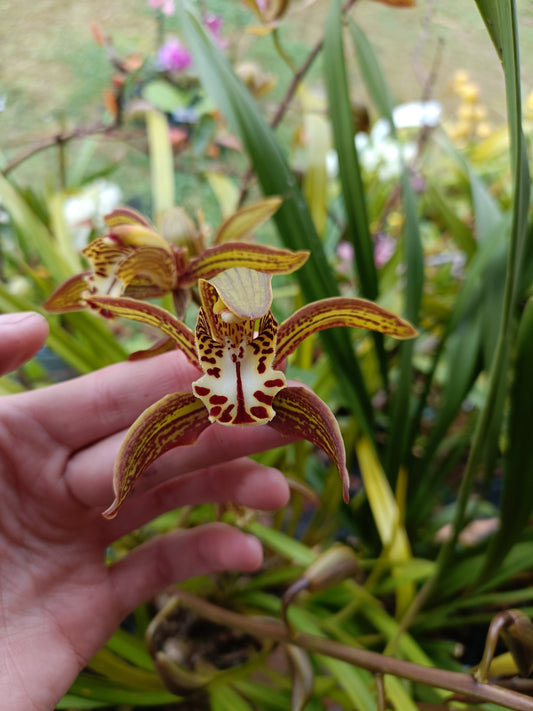 Cymbidium (Erythraeum Paradise x (Remake Arachnid)X Death Wish Withering Glance Flowering size