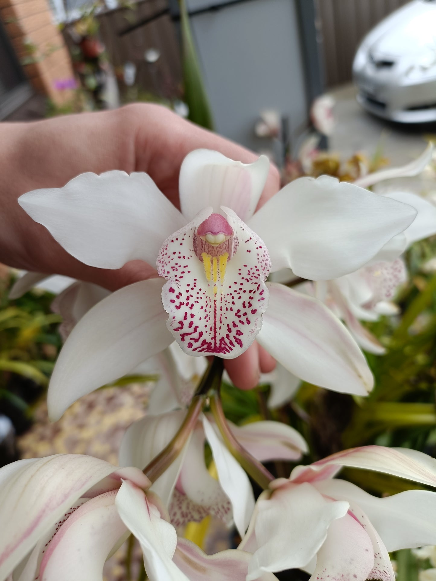 Cymbidium Insigne Best Pink x insigne Alba Flowering size