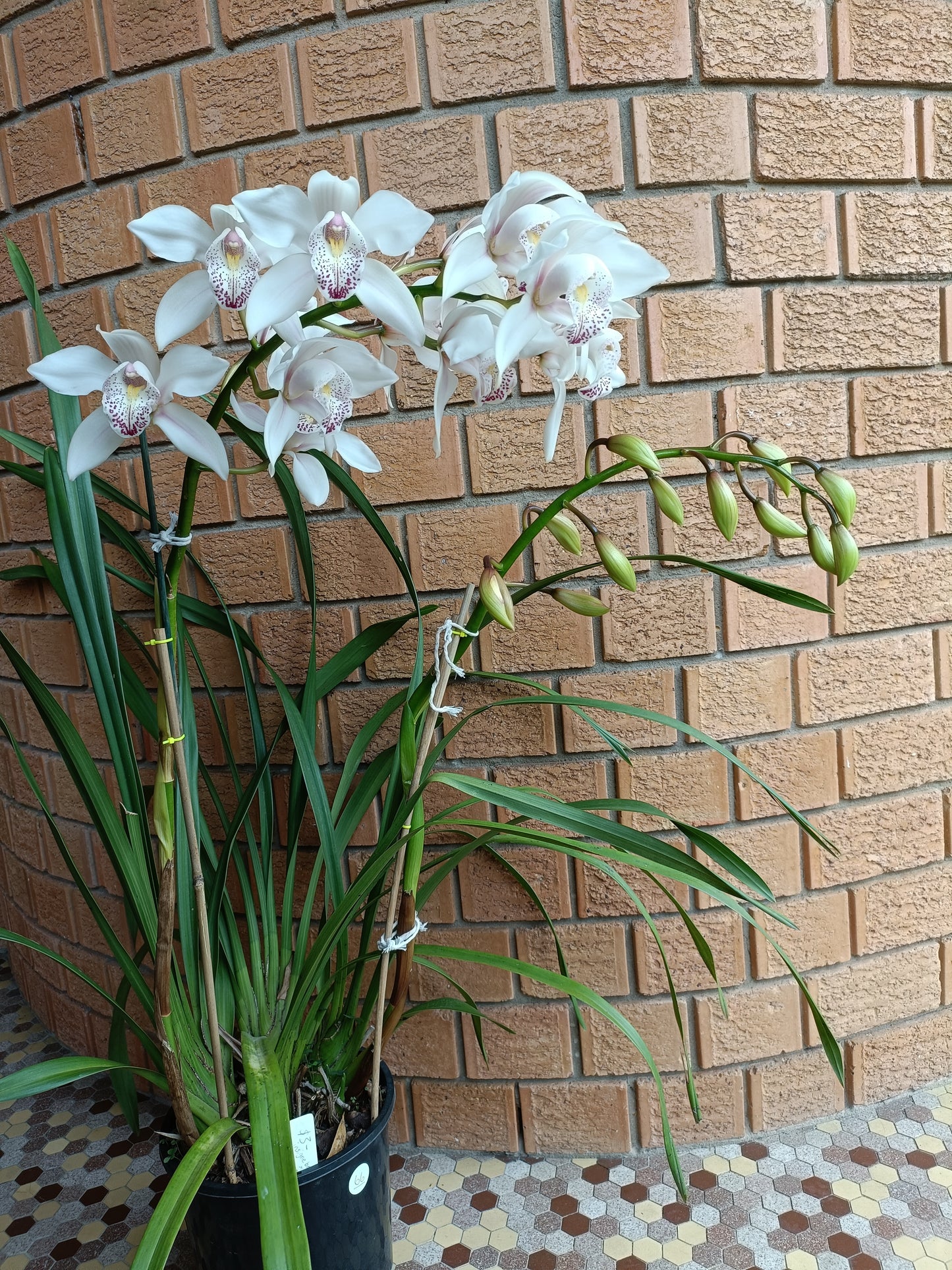 Cymbidium Insigne Best Pink x insigne Alba Flowering size