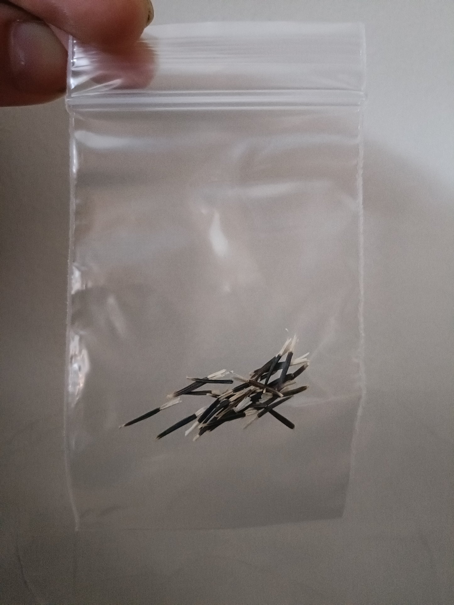 Marigold Crush Papaya seeds