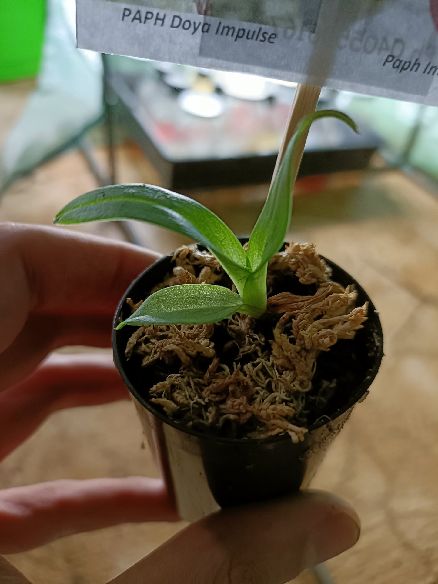 PAPHIOPEDILUM Dora Impulse X Red Shift Seedling