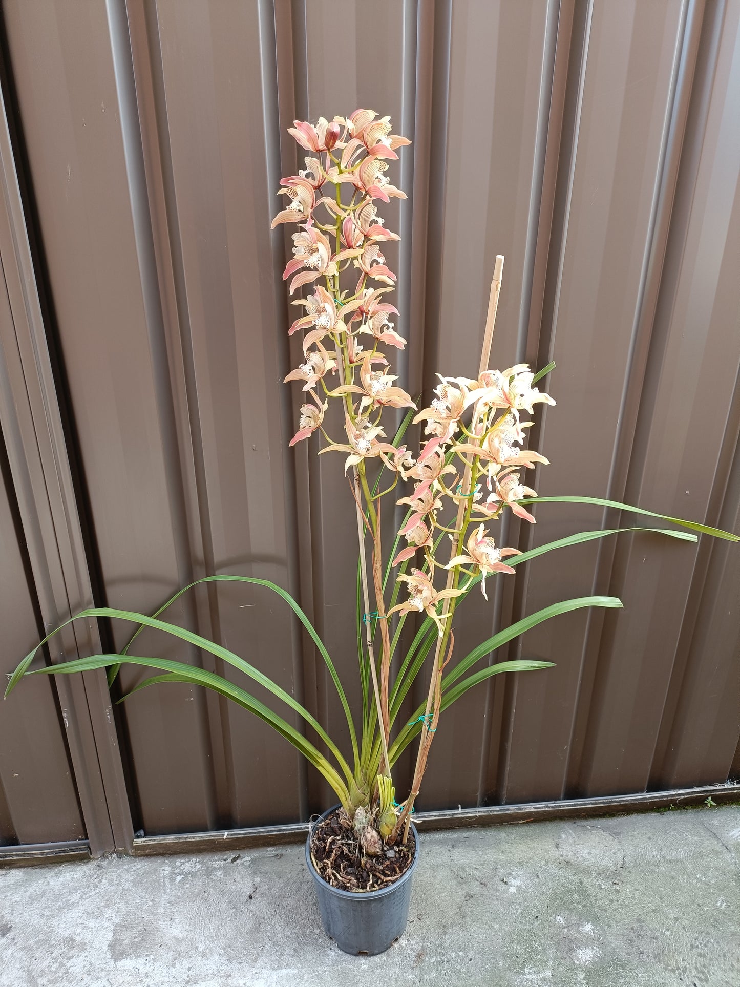 Cymbidium Doris (insigne X tracyanum) no 2
