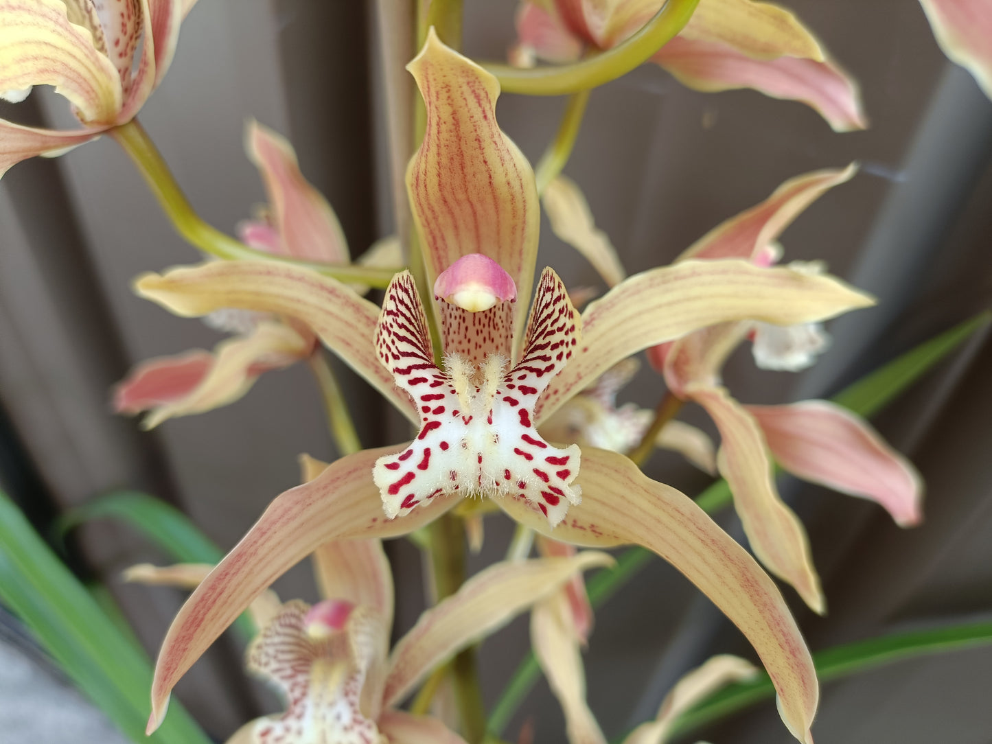 Cymbidium Doris (insigne X tracyanum) no 2