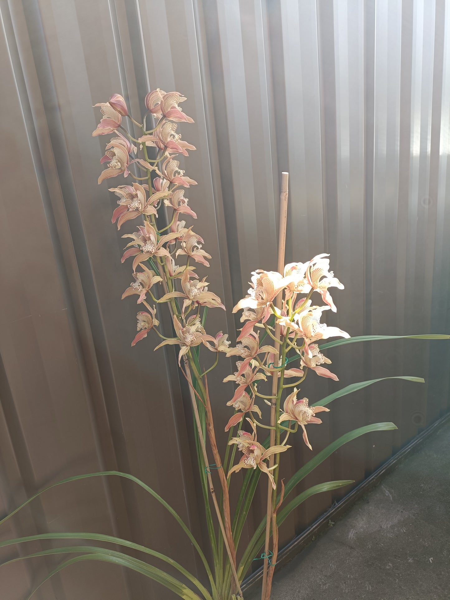 Cymbidium Doris (insigne X tracyanum) no 2