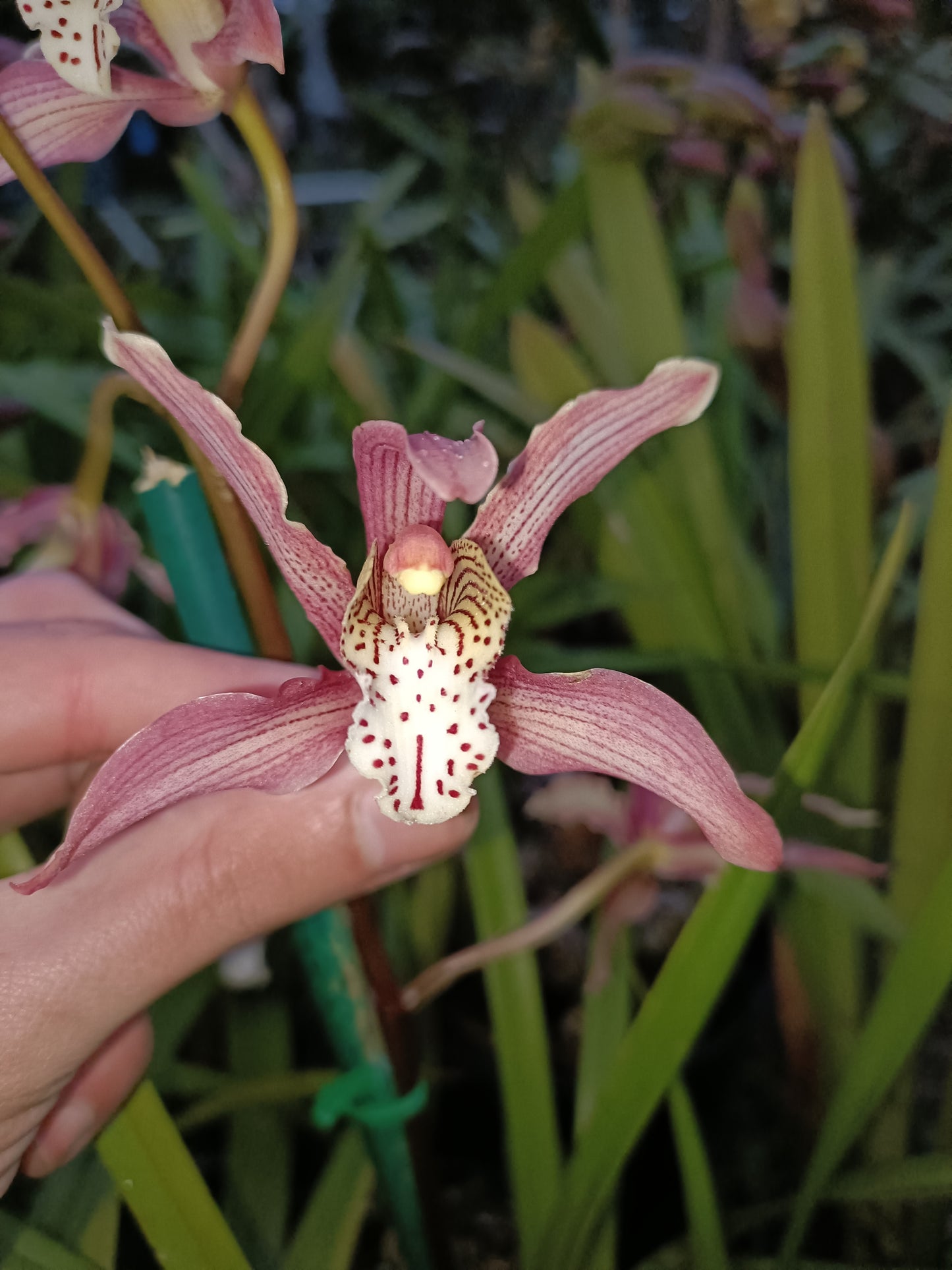 Cymbidium (Erythrostylom x FoxFire Dancer) x Erythraeum Flowering Size no 1