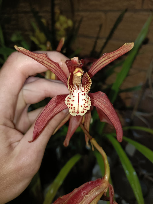 Cymbidium (Erythrostylom x FoxFire Dancer) x Erythraeum Flowering Size no 4