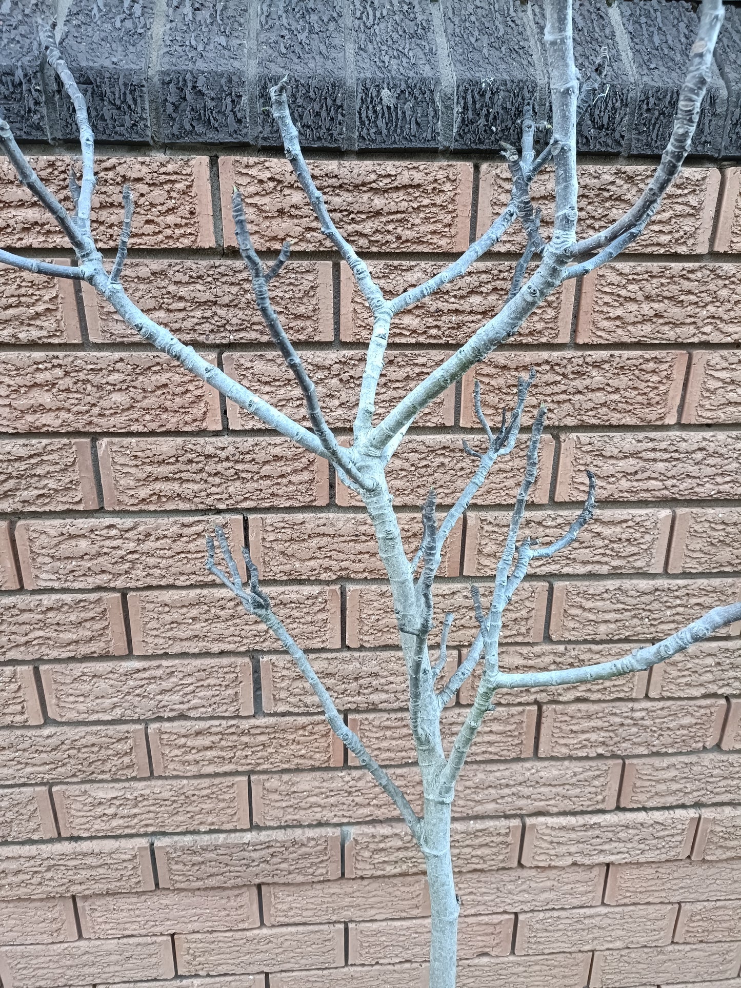 Blue Provance/sanski Most Fig tree(Large Fruiting Size)