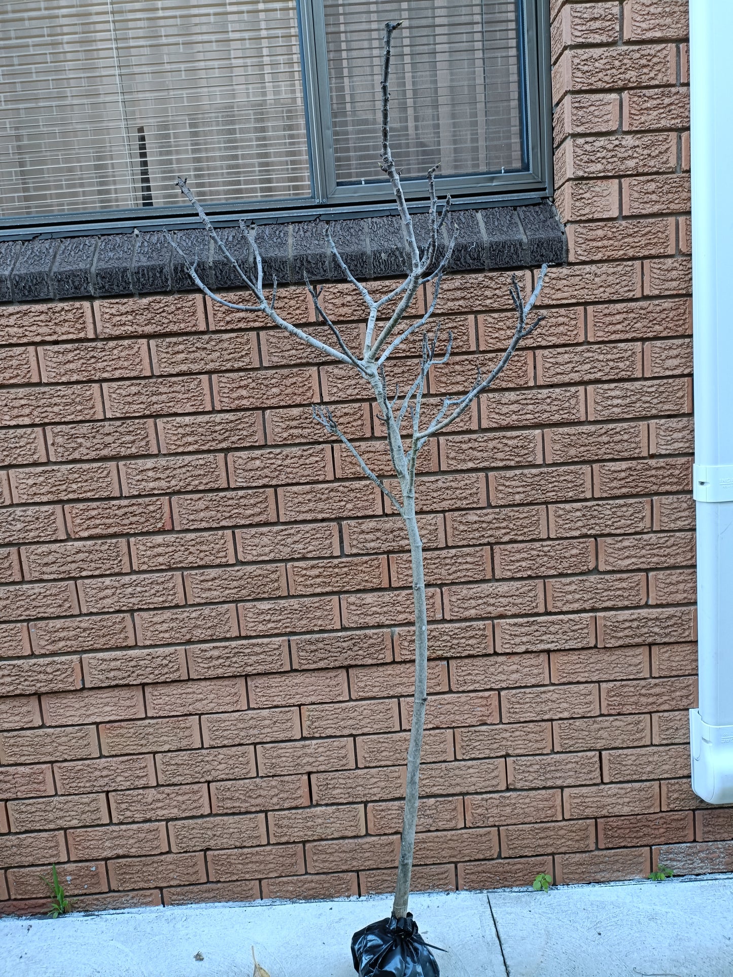 Blue Provance/sanski Most Fig tree(Large Fruiting Size)