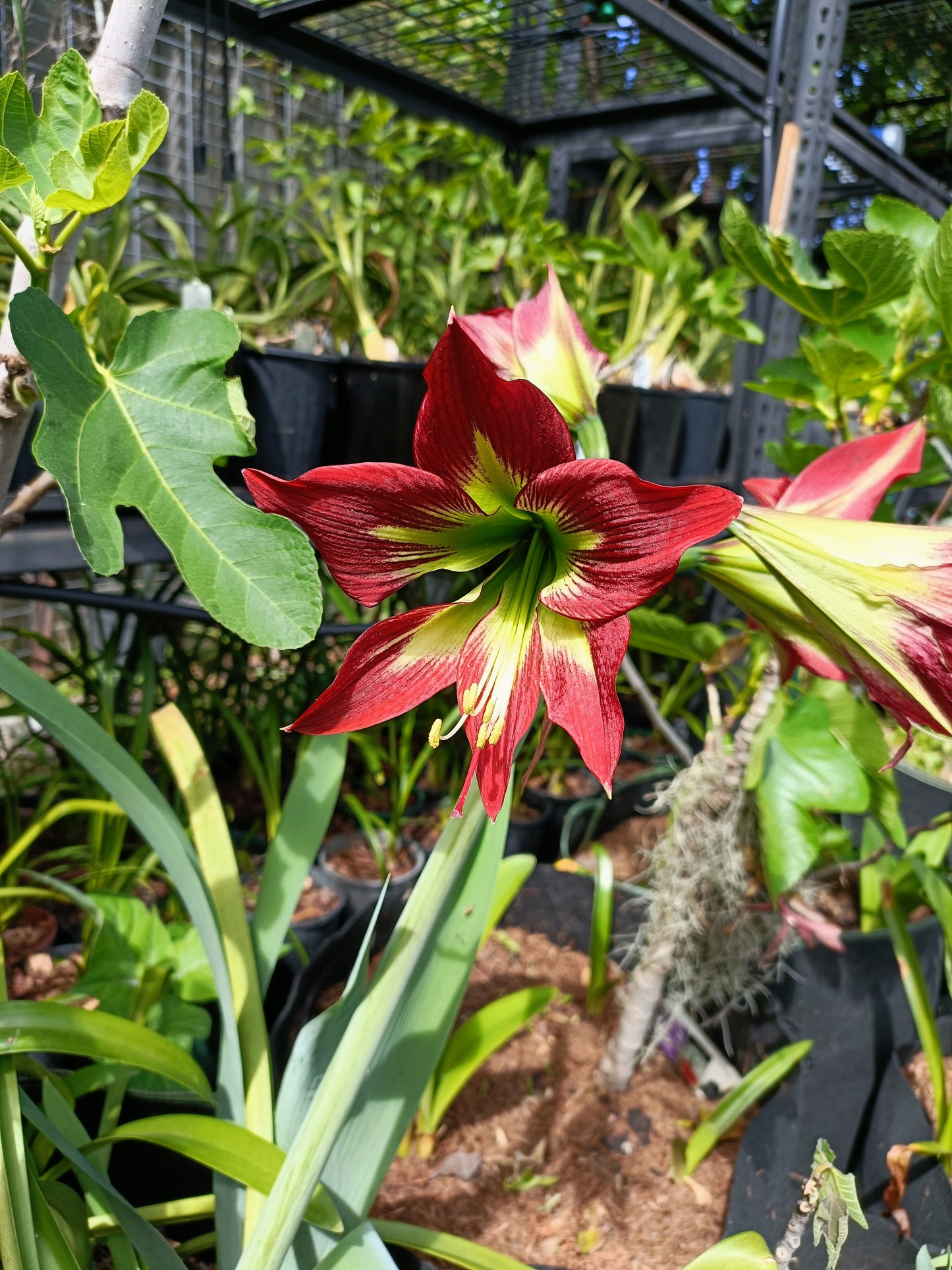 Hippeastrums Monaco x monte carlo (Flowering Size plant) 1