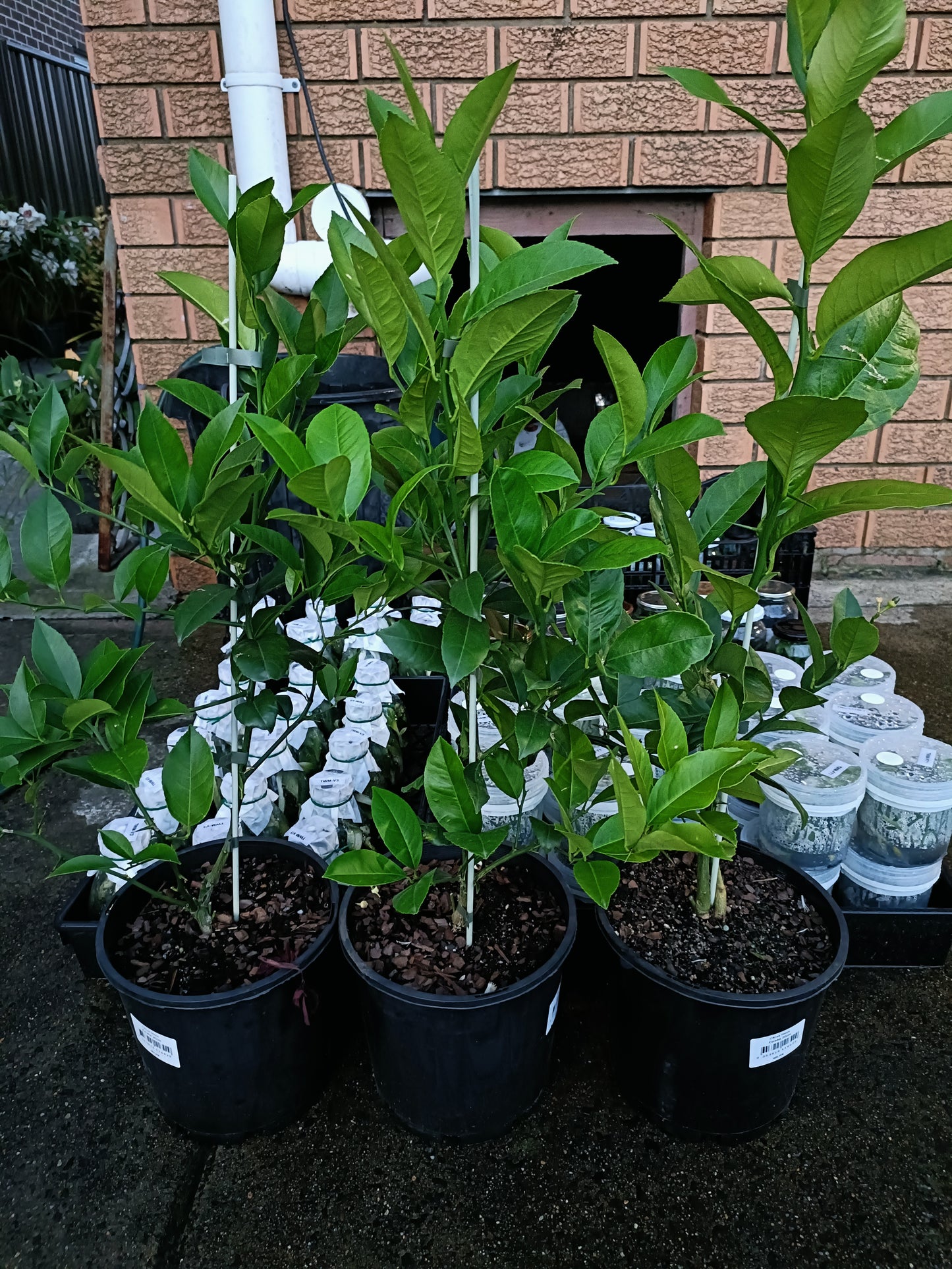 Grafted Eureka Lemon Medium Size