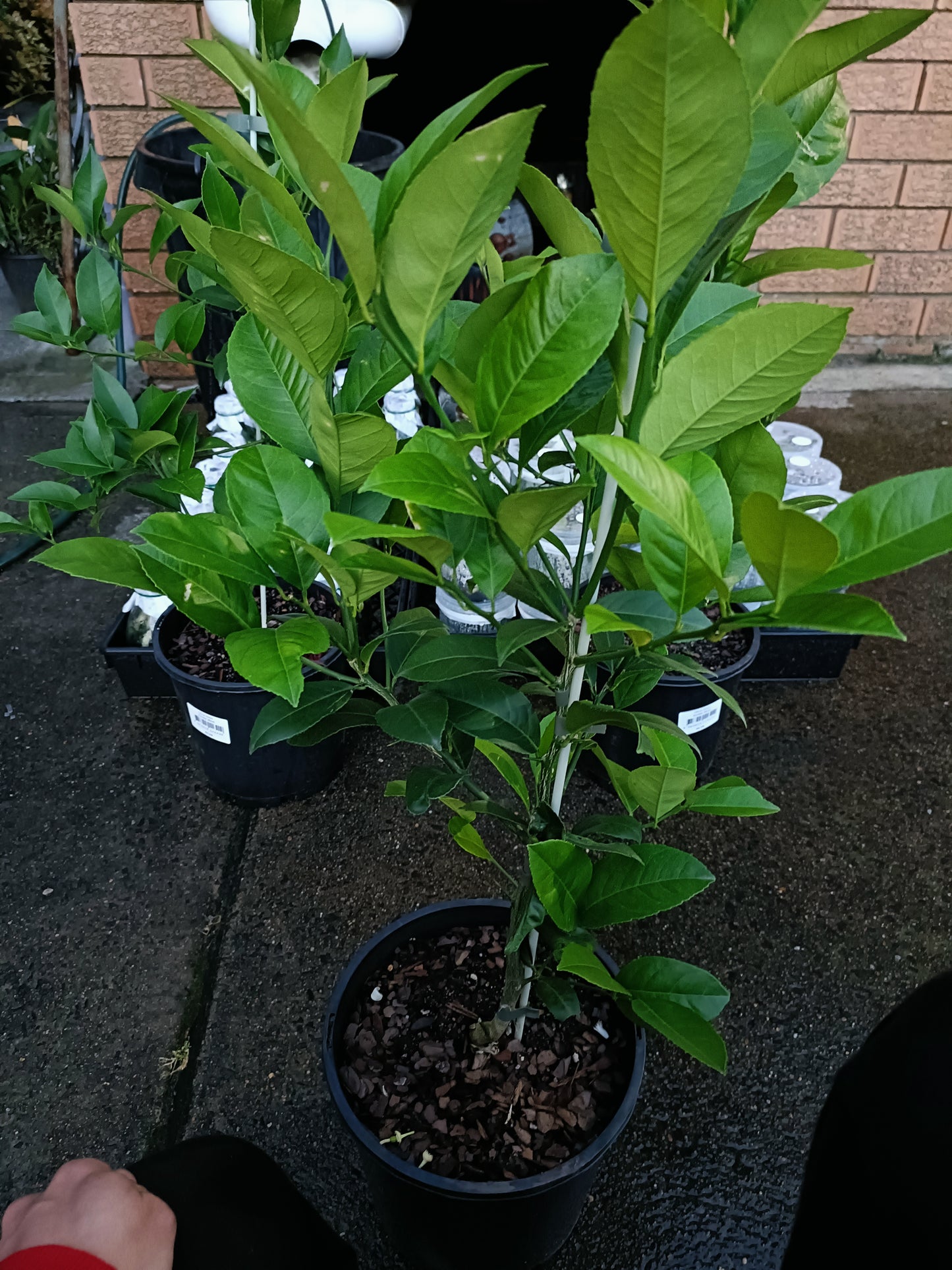 Grafted Eureka Lemon Medium Size