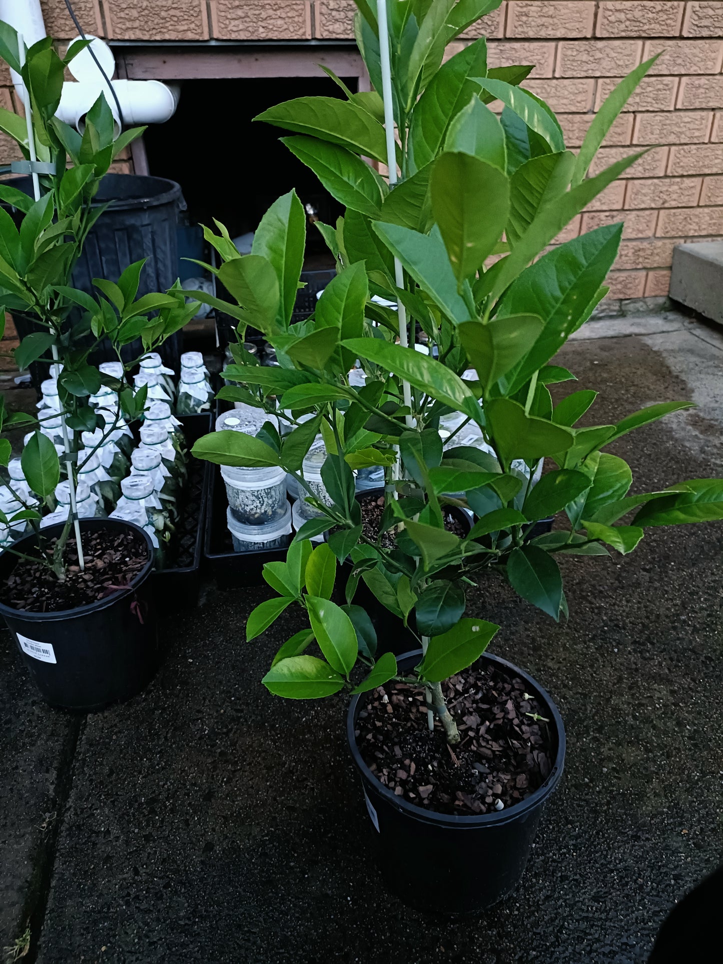 Grafted Eureka Lemon Medium Size