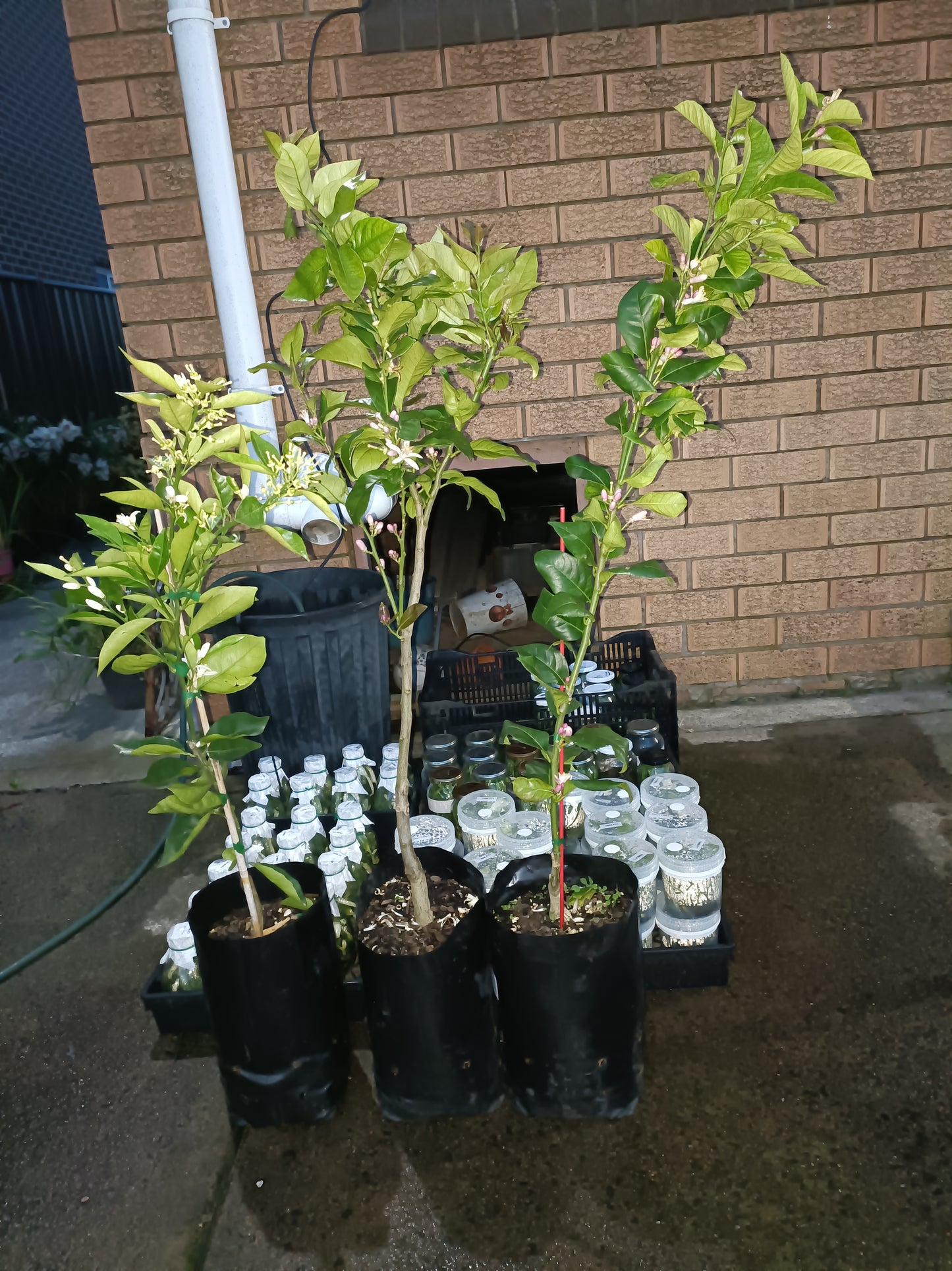 Grafted Myer Lemon Large Size