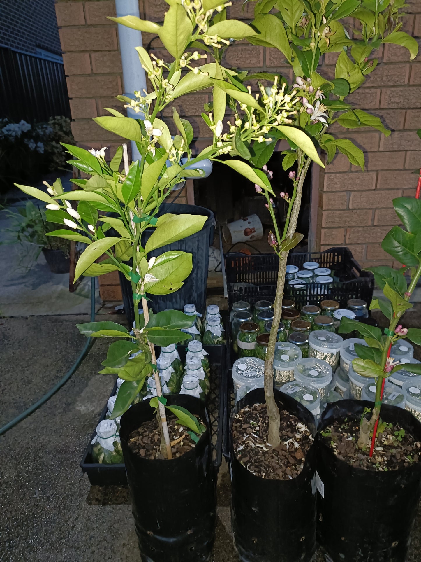 Grafted Myer Lemon Large Size