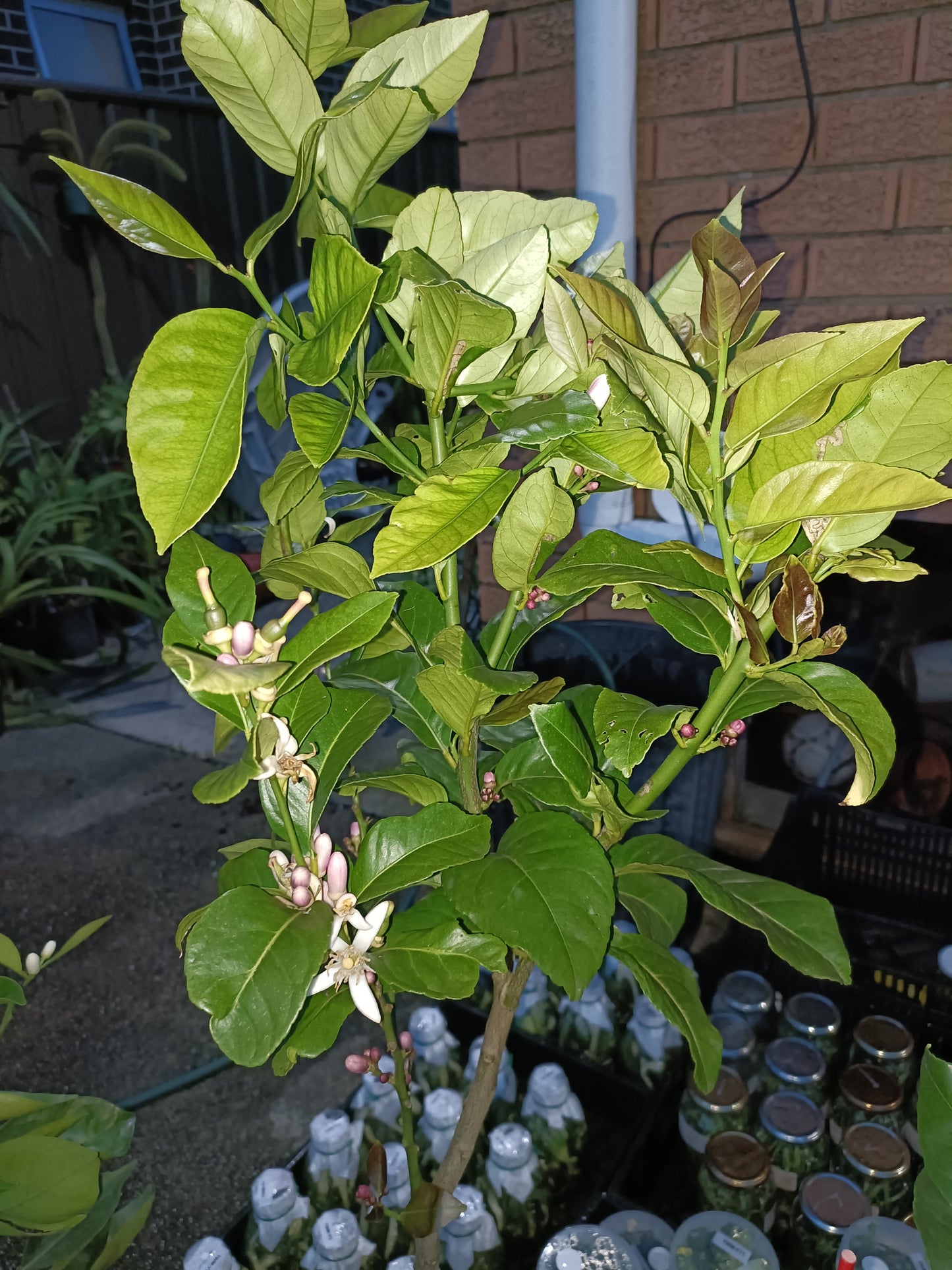 Grafted Myer Lemon Large Size