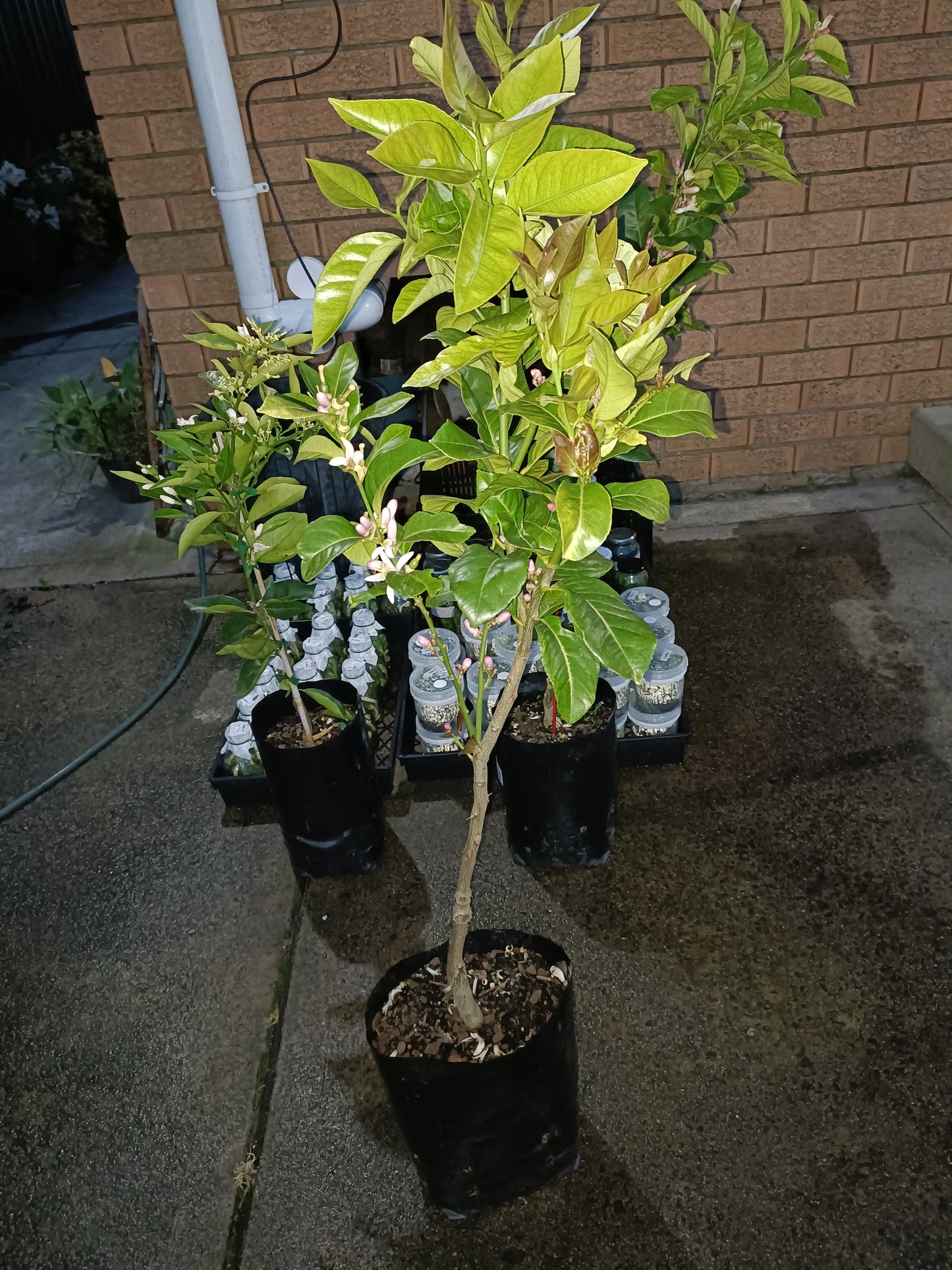 Grafted Myer Lemon Large Size
