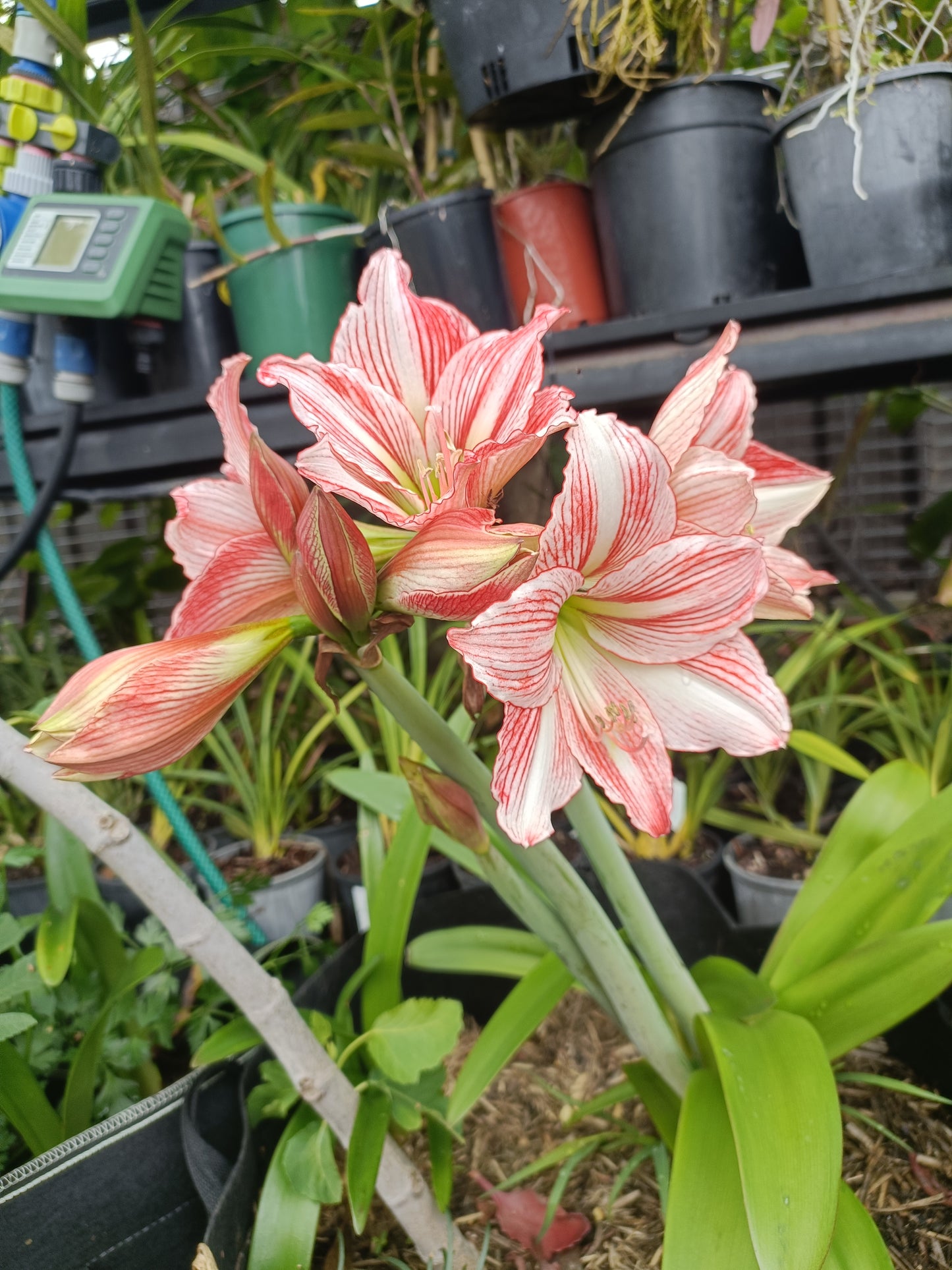 Hippeastrums Fairytale plant (Flowering Size)