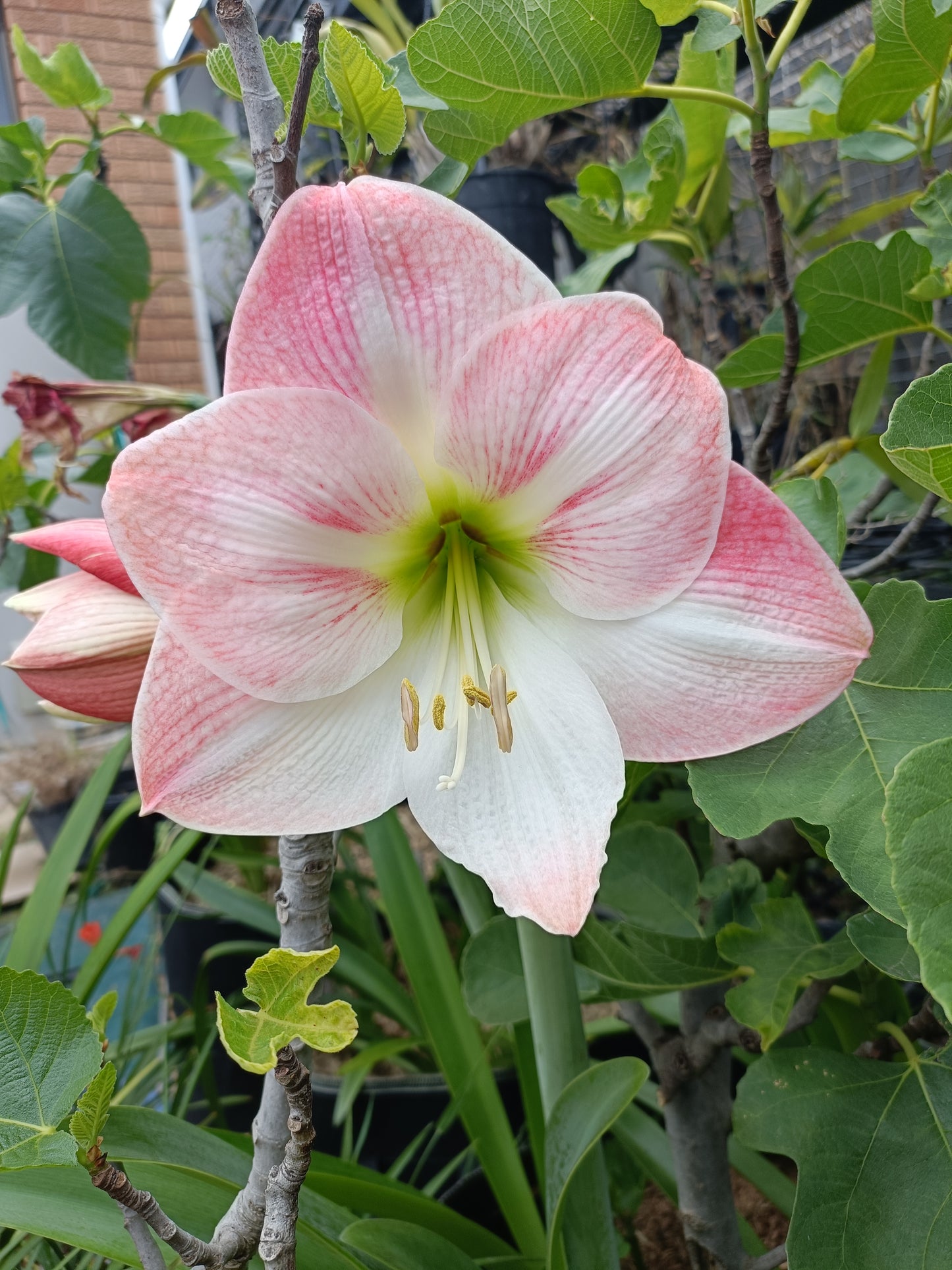 Hippeastrums Apple Blossom Plant