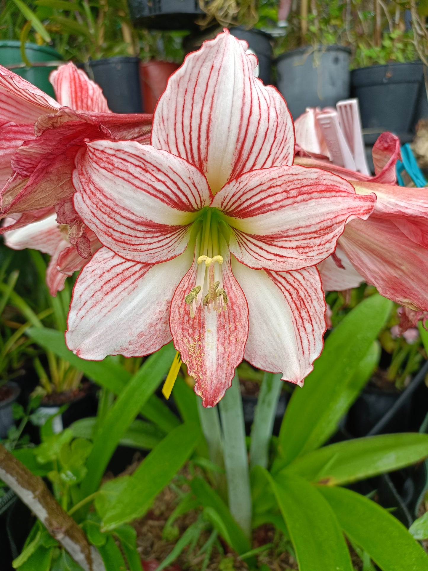 Hippeastrums Fairytale plant (Flowering Size)