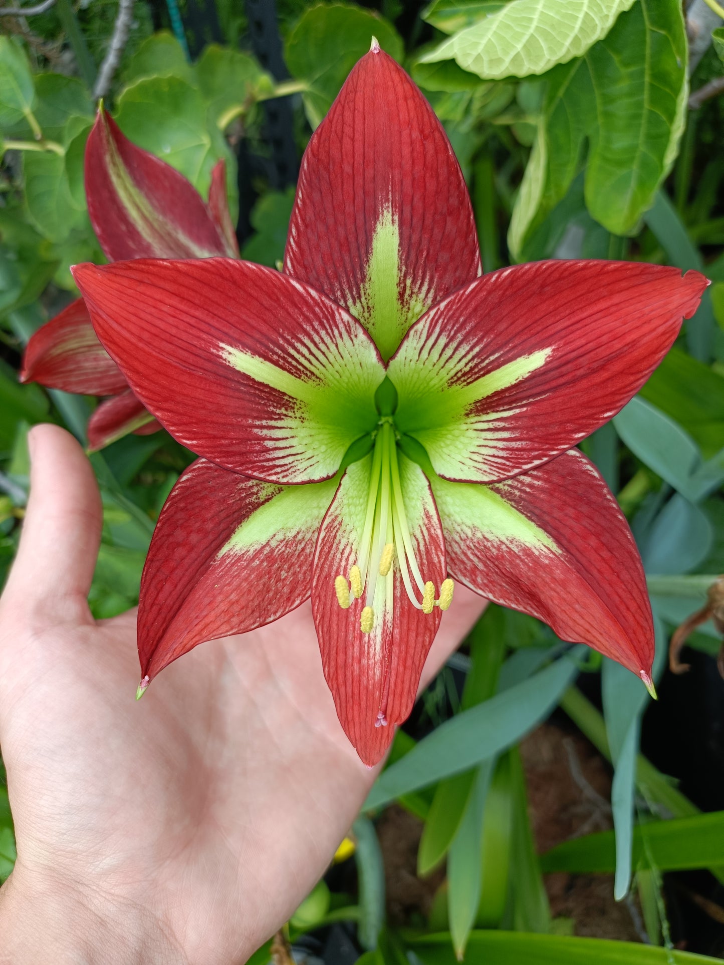 Hippeastrums Monaco x monte carlo (Flowering Size plant) 1