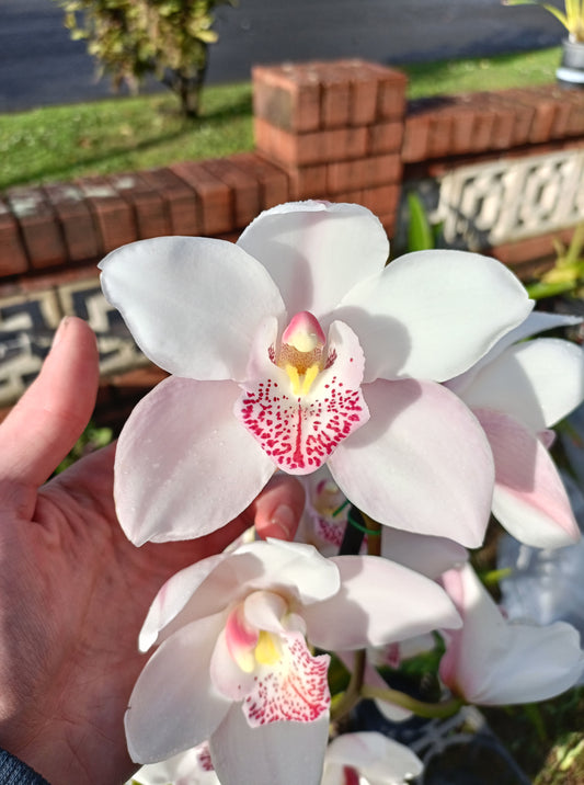 Cymbidium Orchid Dida's Light Pinkey