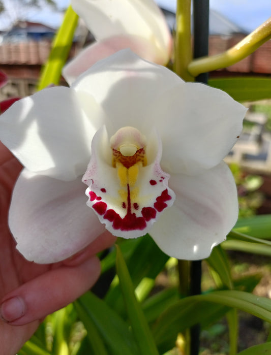 Cymbidium Orchid Anna Szabo 'Geyserland Flowering Size