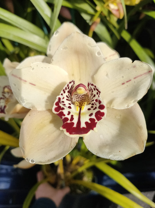 Cymbidium Orchid Unknown Off white