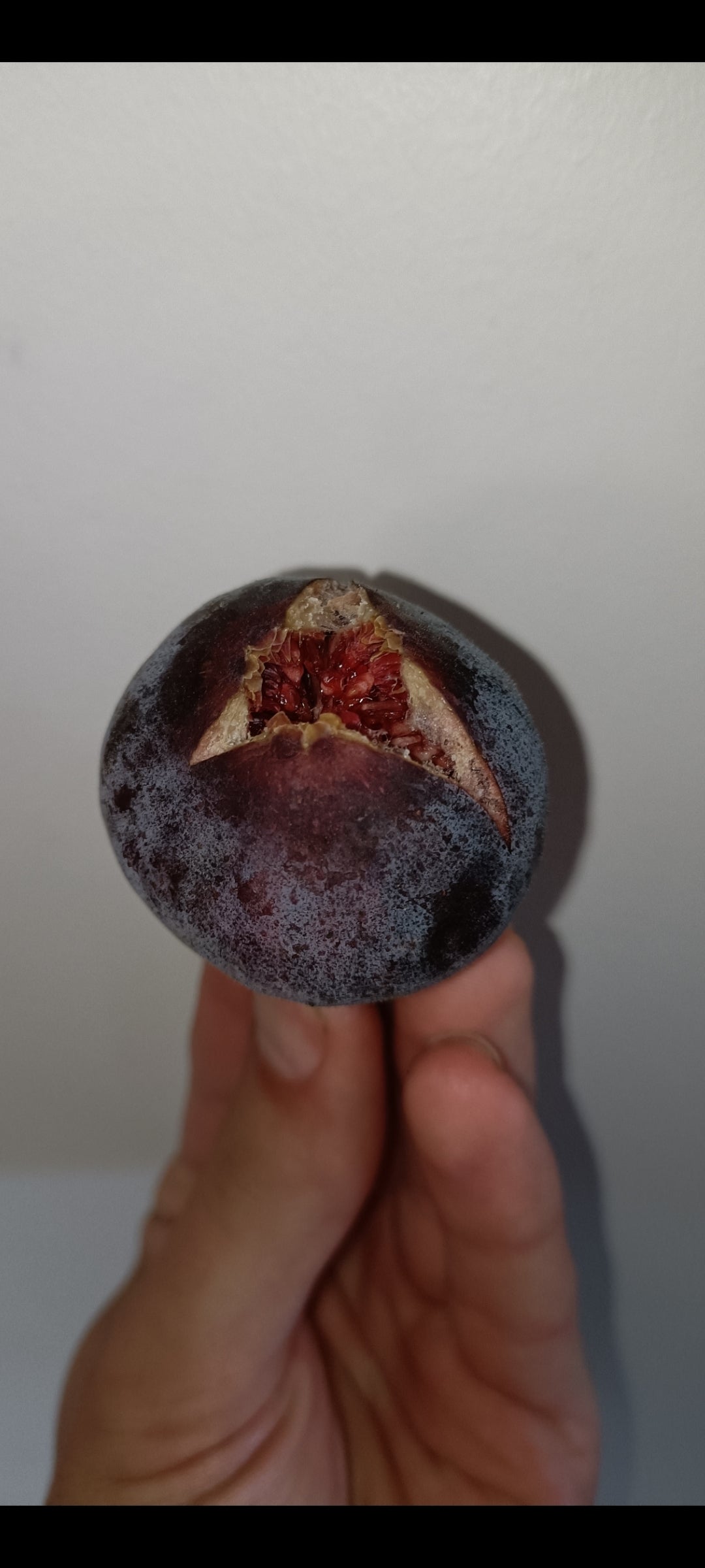 Blue Provance/sanski Most Fig tree(Large Fruiting Size)