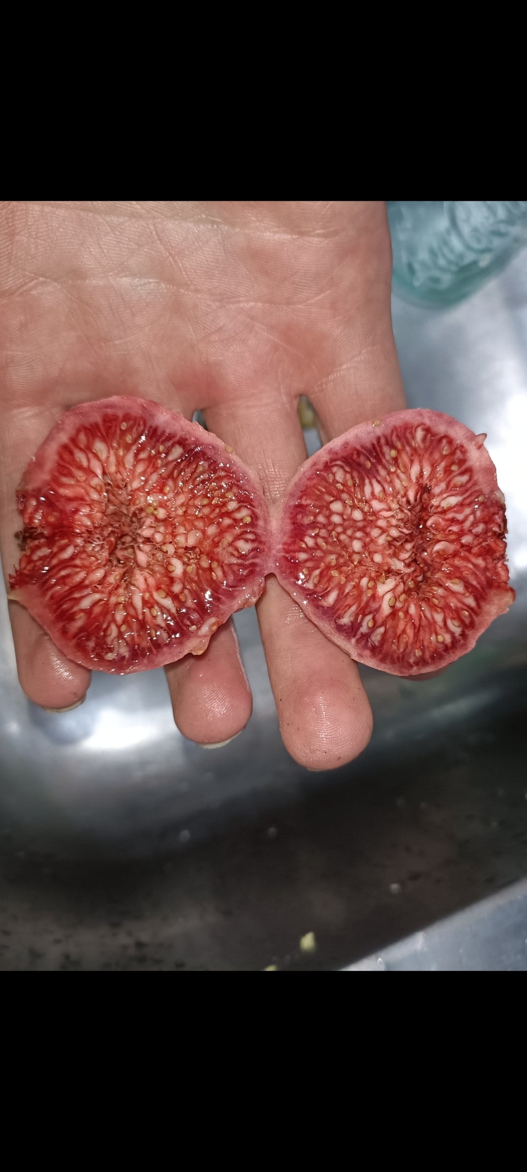 Blue Provance/sanski Most Fig tree(Large Fruiting Size)