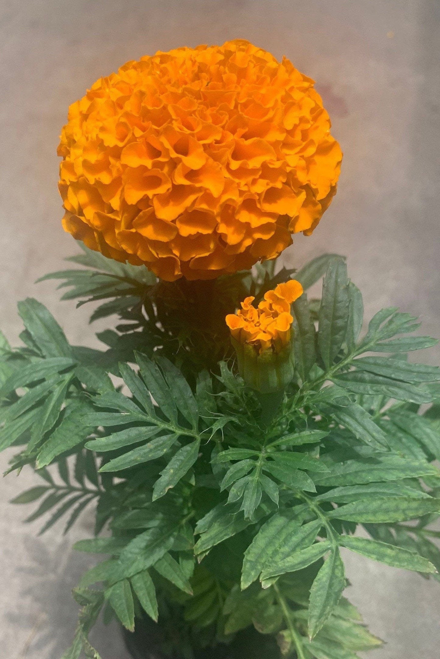 Marigold Crush Papaya seeds