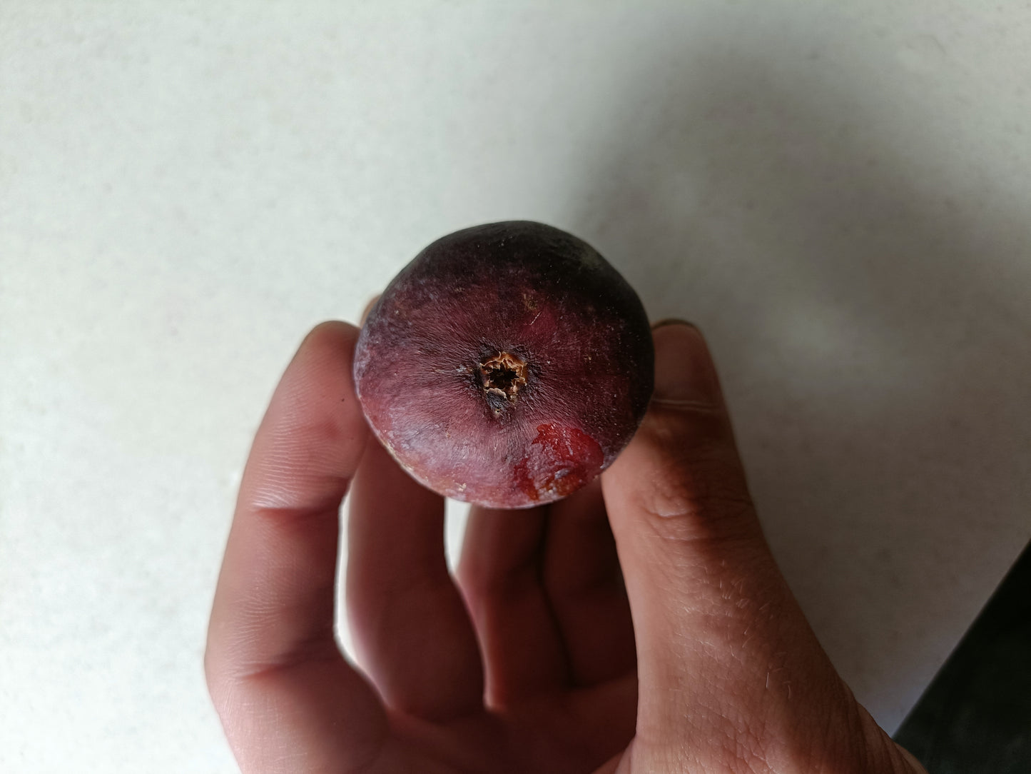 Adam's Pride Fig tree (Small)