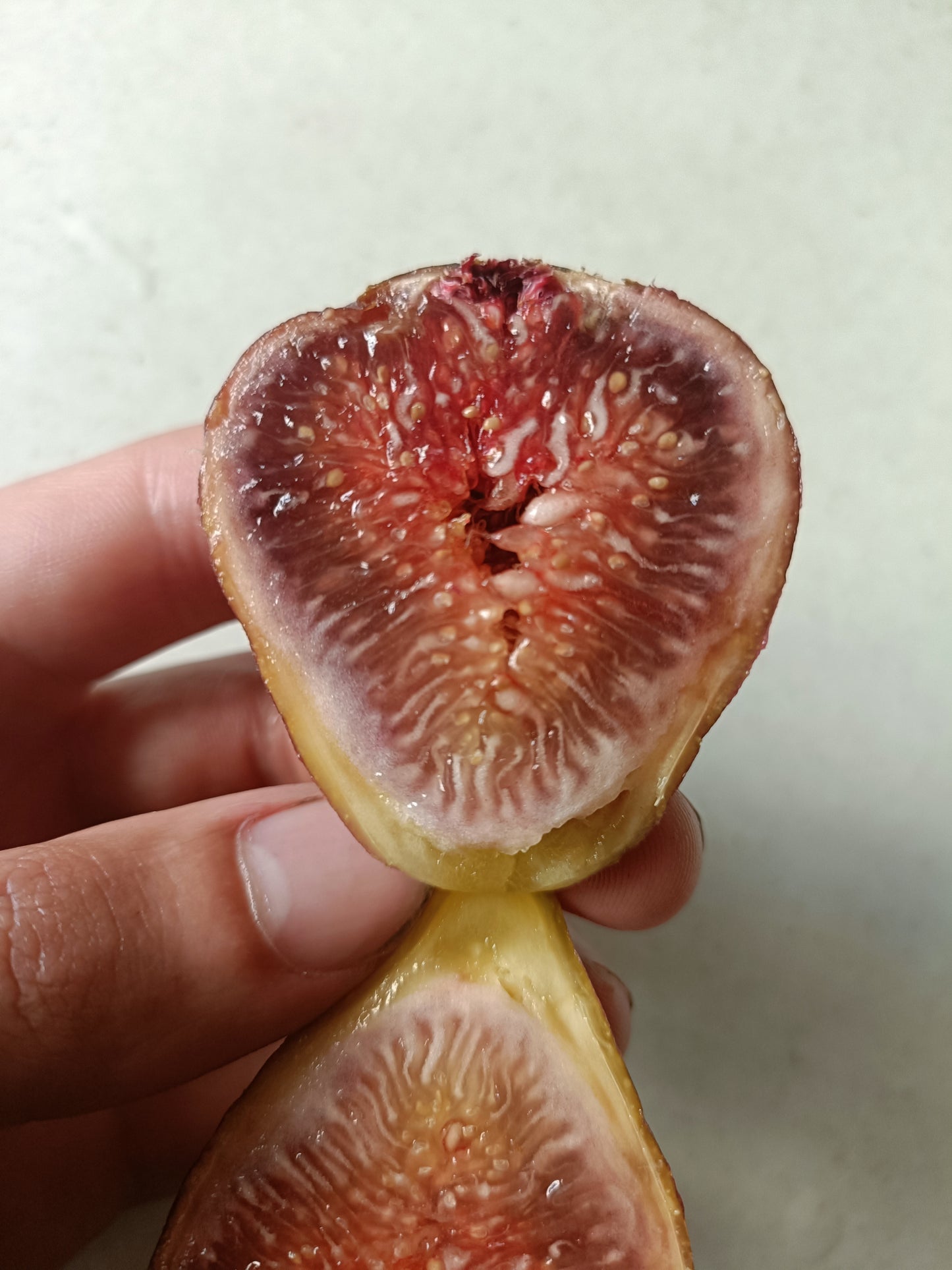 Adam's Pride Fig tree (Small)