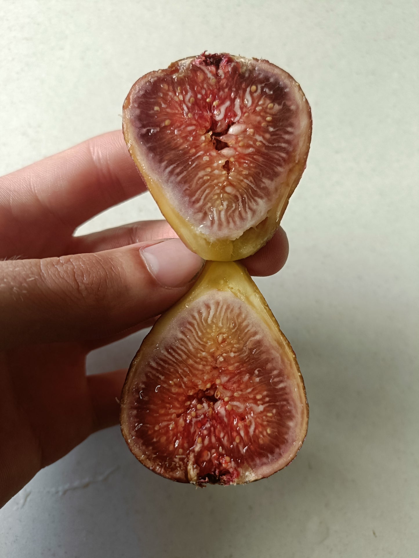 Adam's Pride Fig tree (Small)