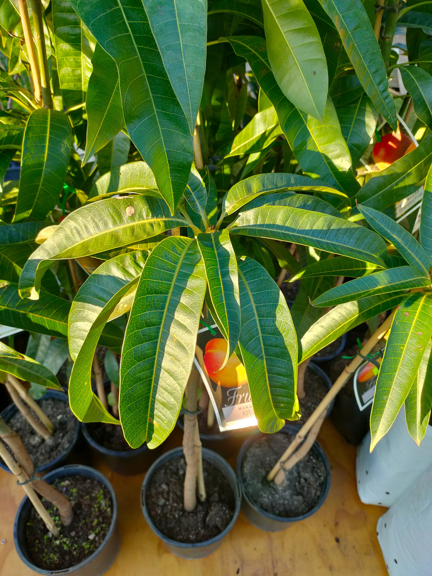 Grafted Parmer Mango Tree (Medium)